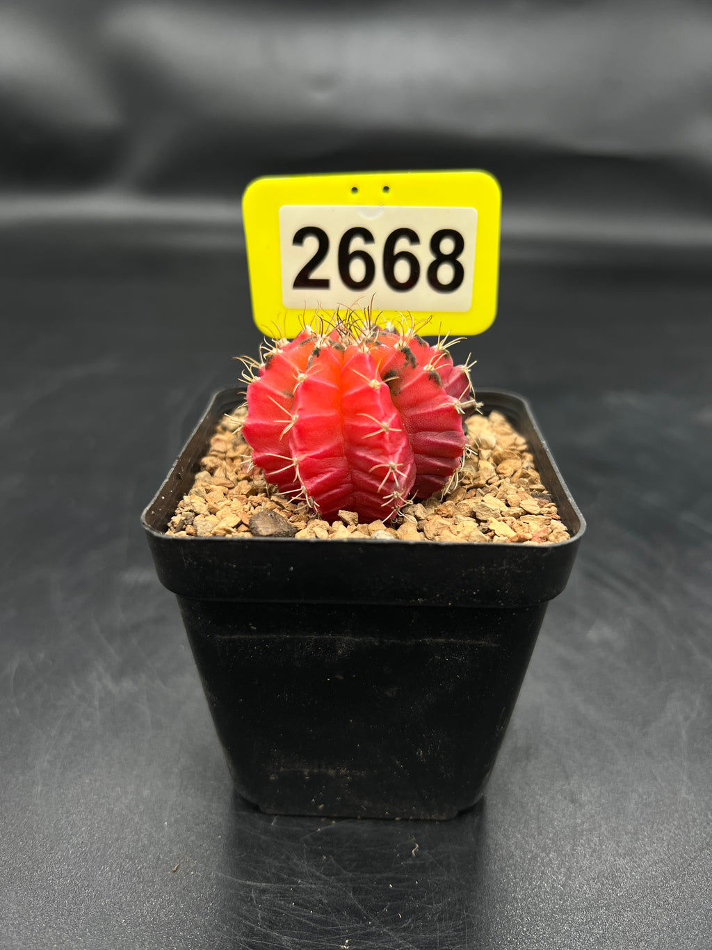 Variegated Gymnocalycium mihanovichii #2668