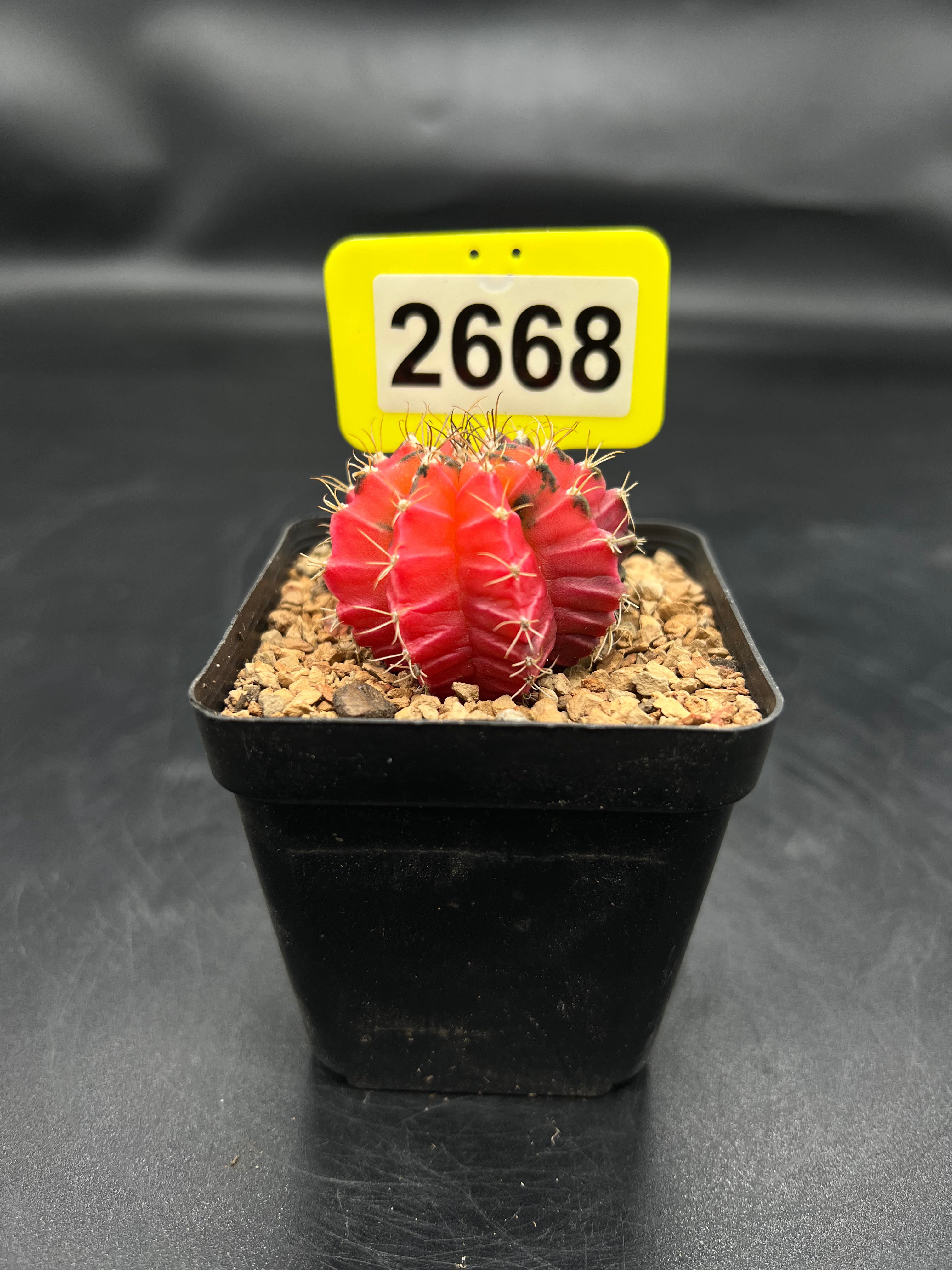 Variegated Gymnocalycium mihanovichii #2668