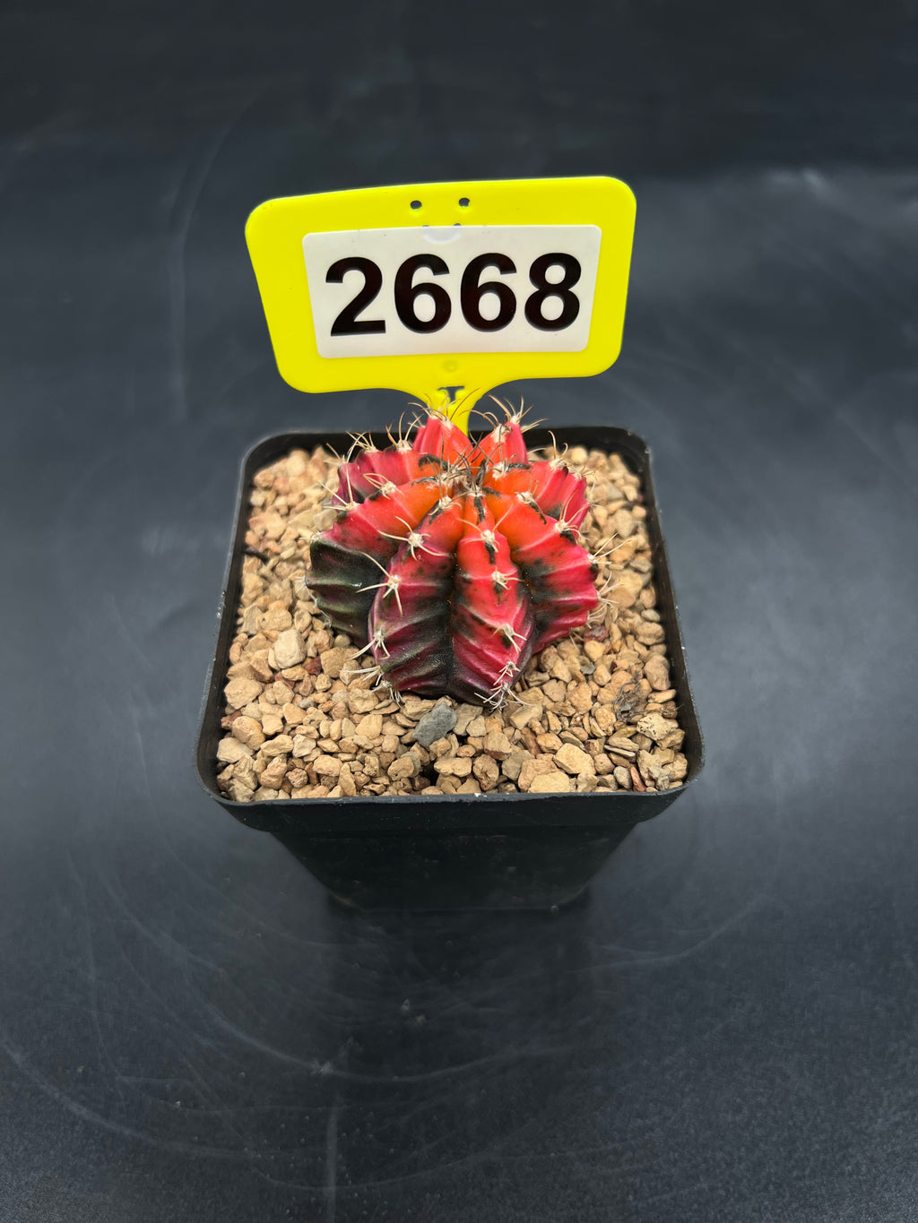 Variegated Gymnocalycium mihanovichii #2668