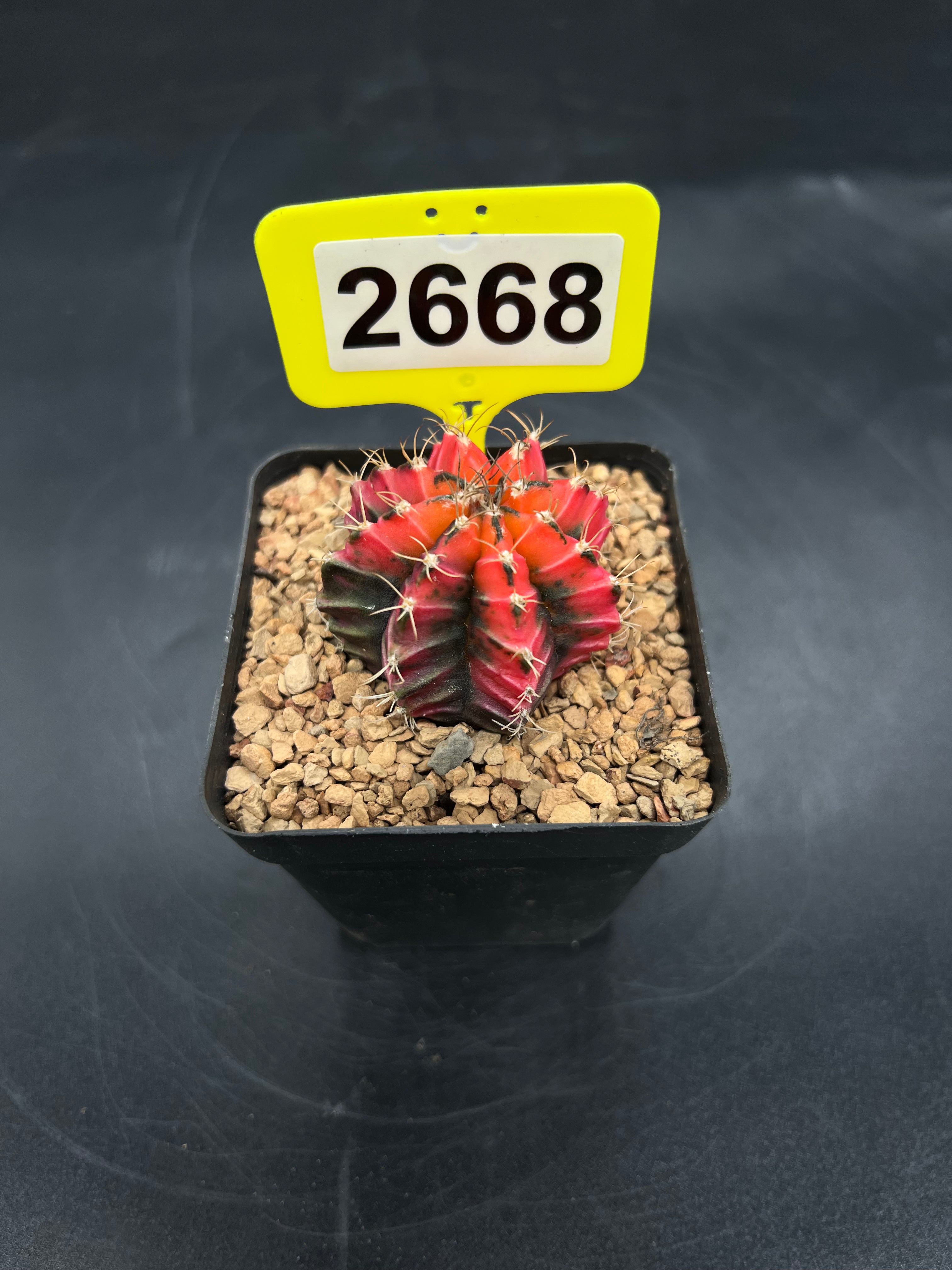 Variegated Gymnocalycium mihanovichii #2668