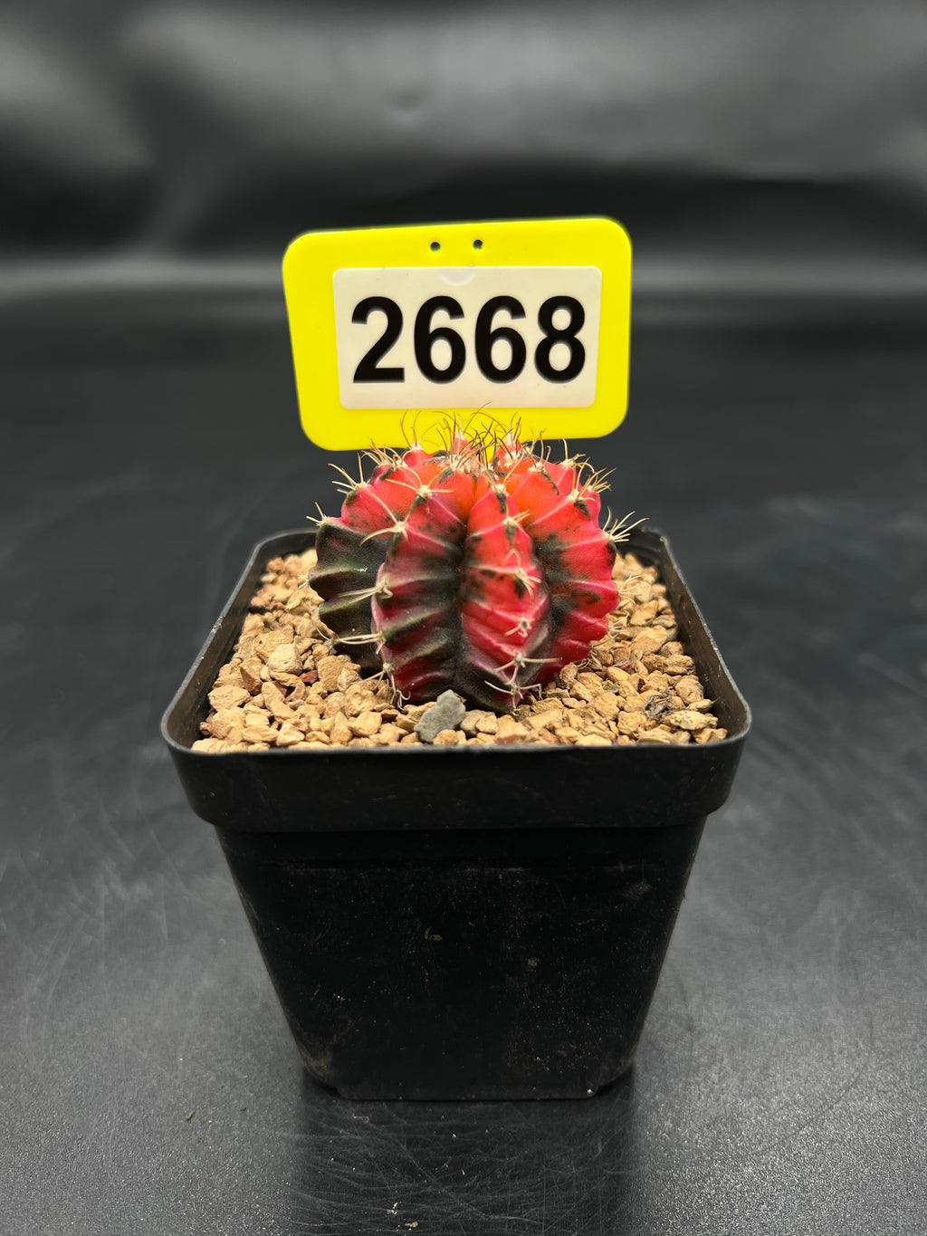 Variegated Gymnocalycium mihanovichii #2668