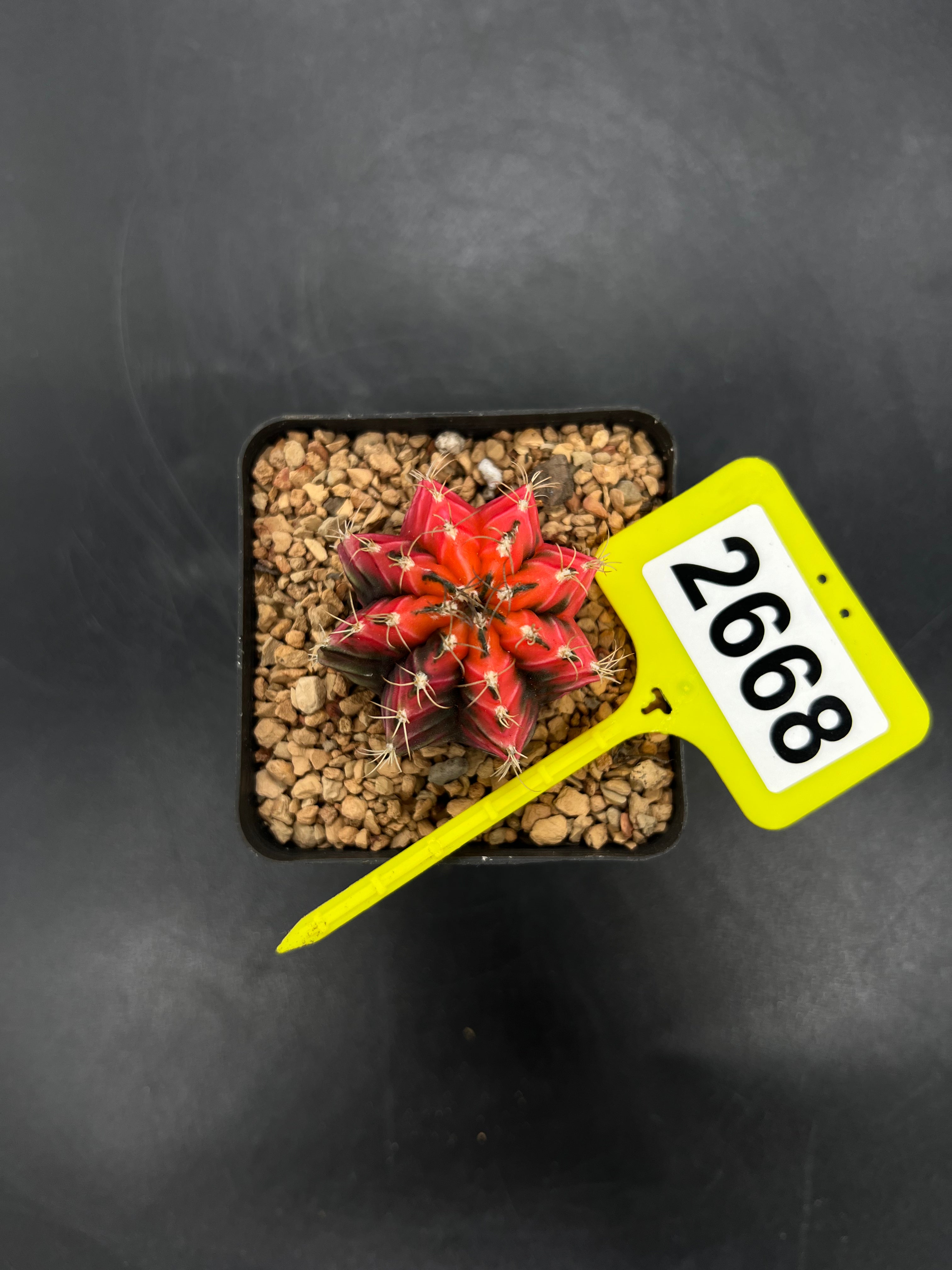 Variegated Gymnocalycium mihanovichii #2668