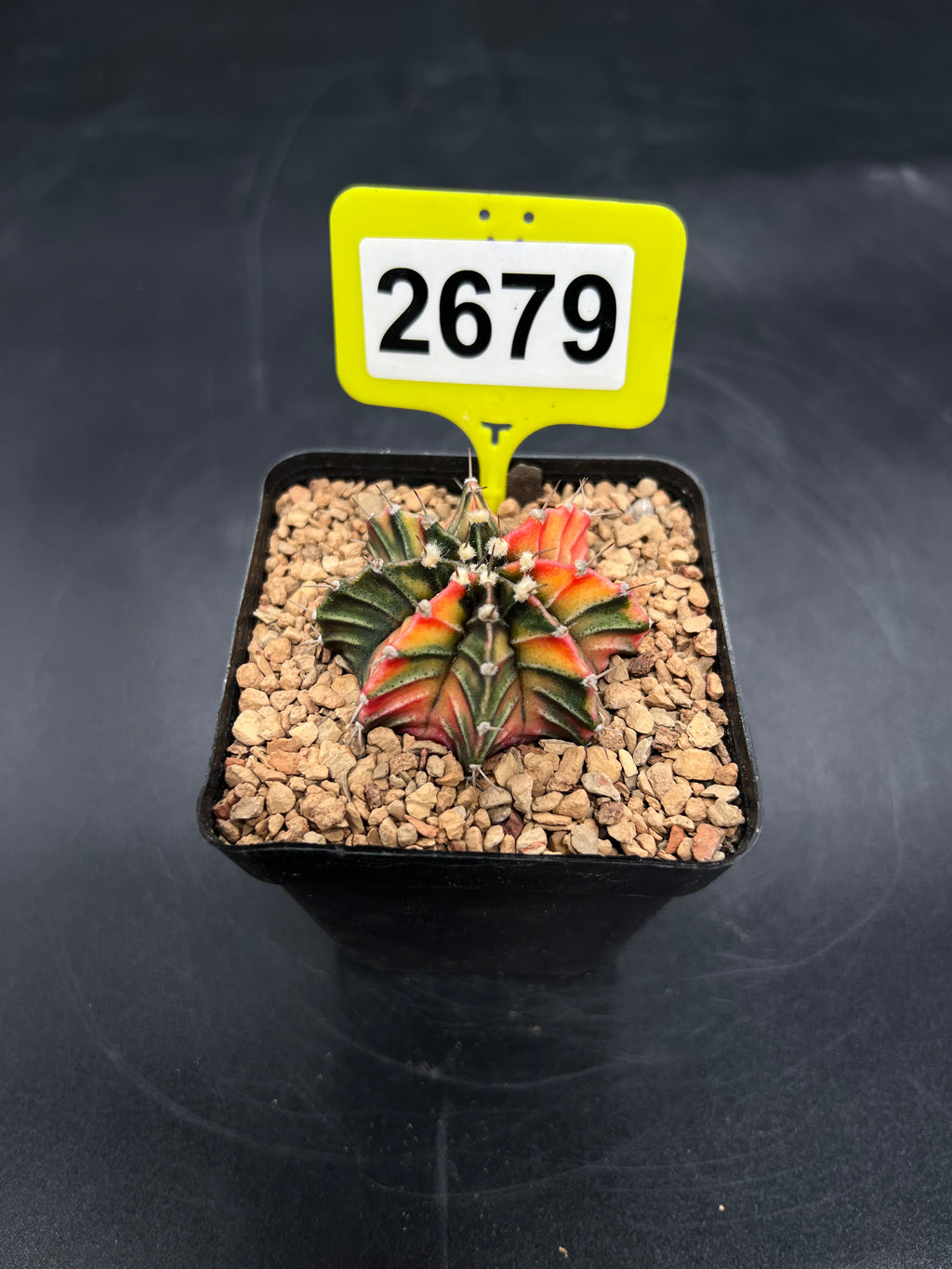 Variegated Gymnocalycium mihanovichii #2679