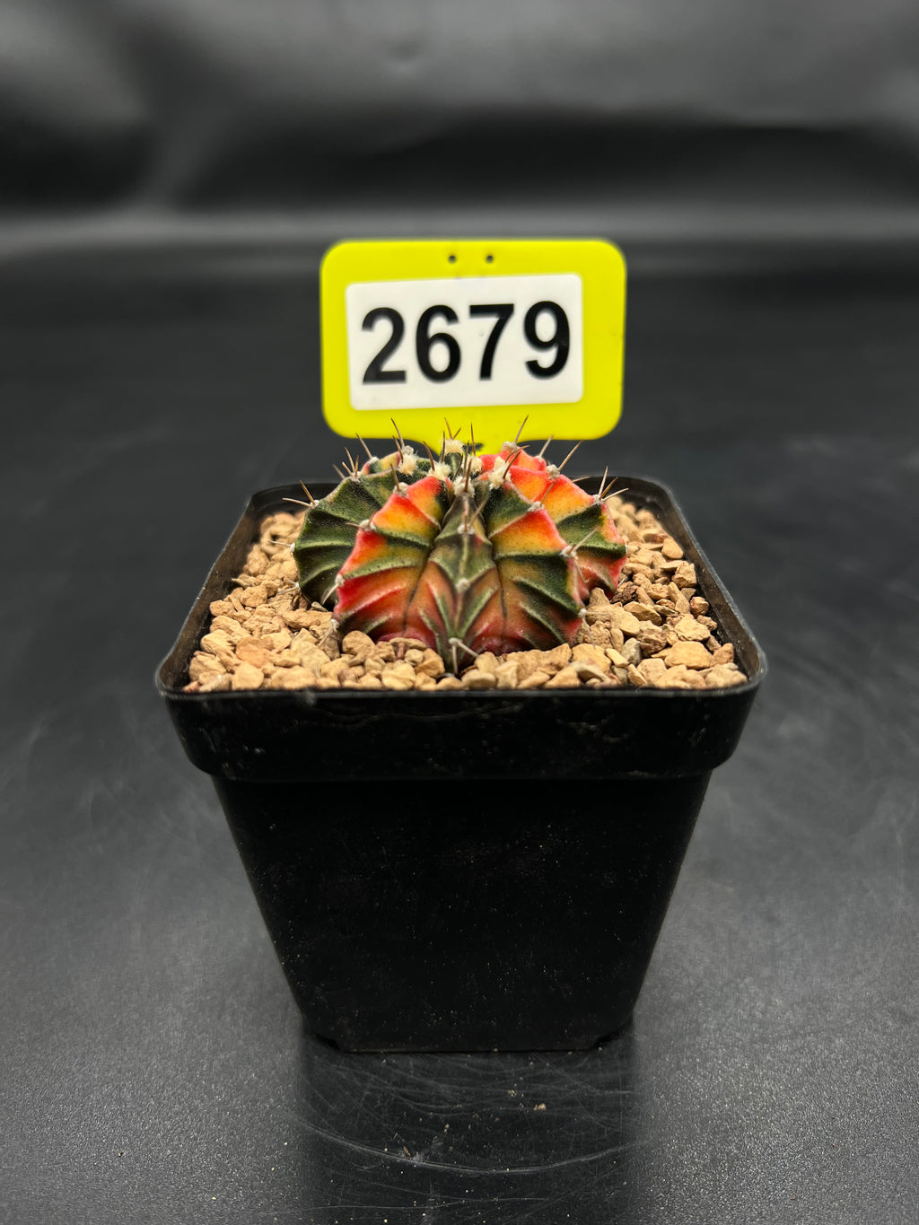 Variegated Gymnocalycium mihanovichii #2679