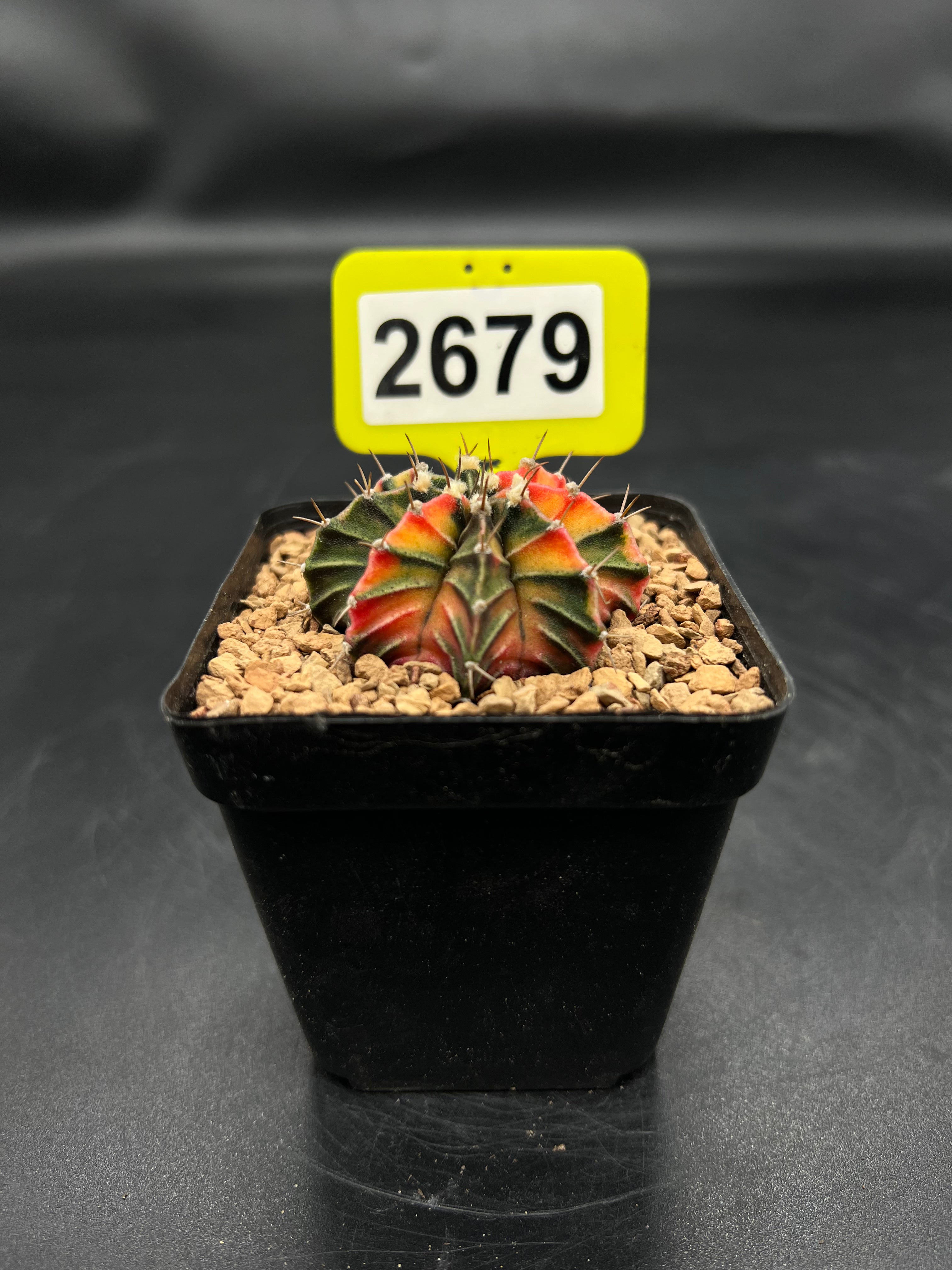 Variegated Gymnocalycium mihanovichii #2679