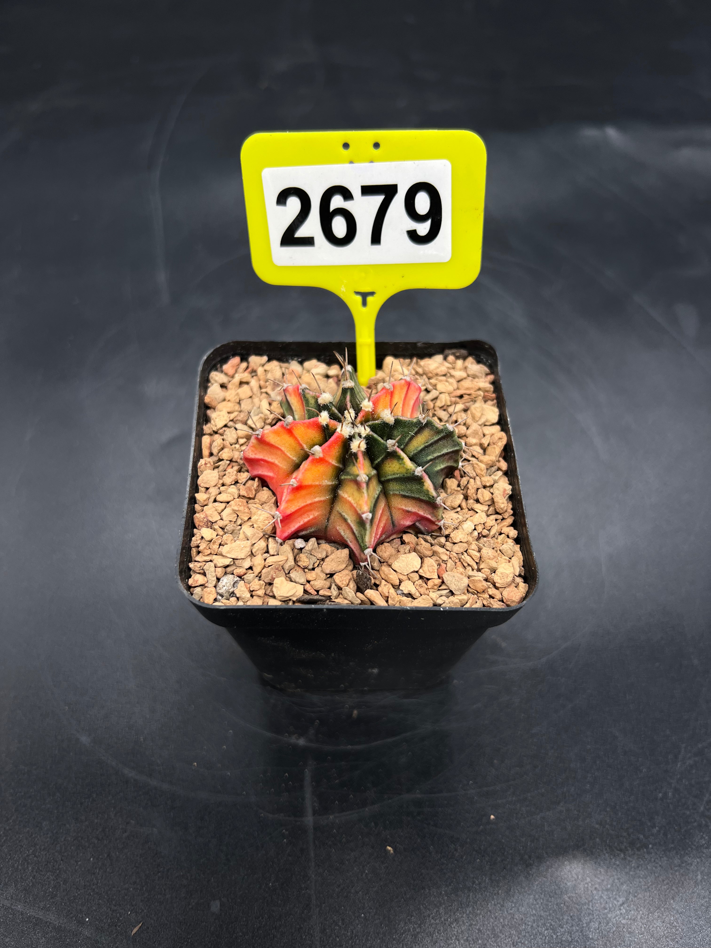 Variegated Gymnocalycium mihanovichii #2679