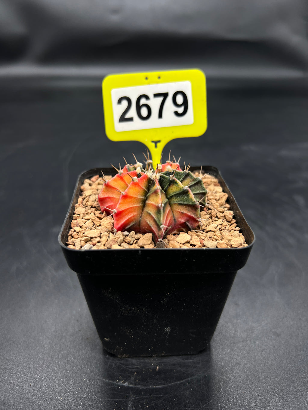 Variegated Gymnocalycium mihanovichii #2679