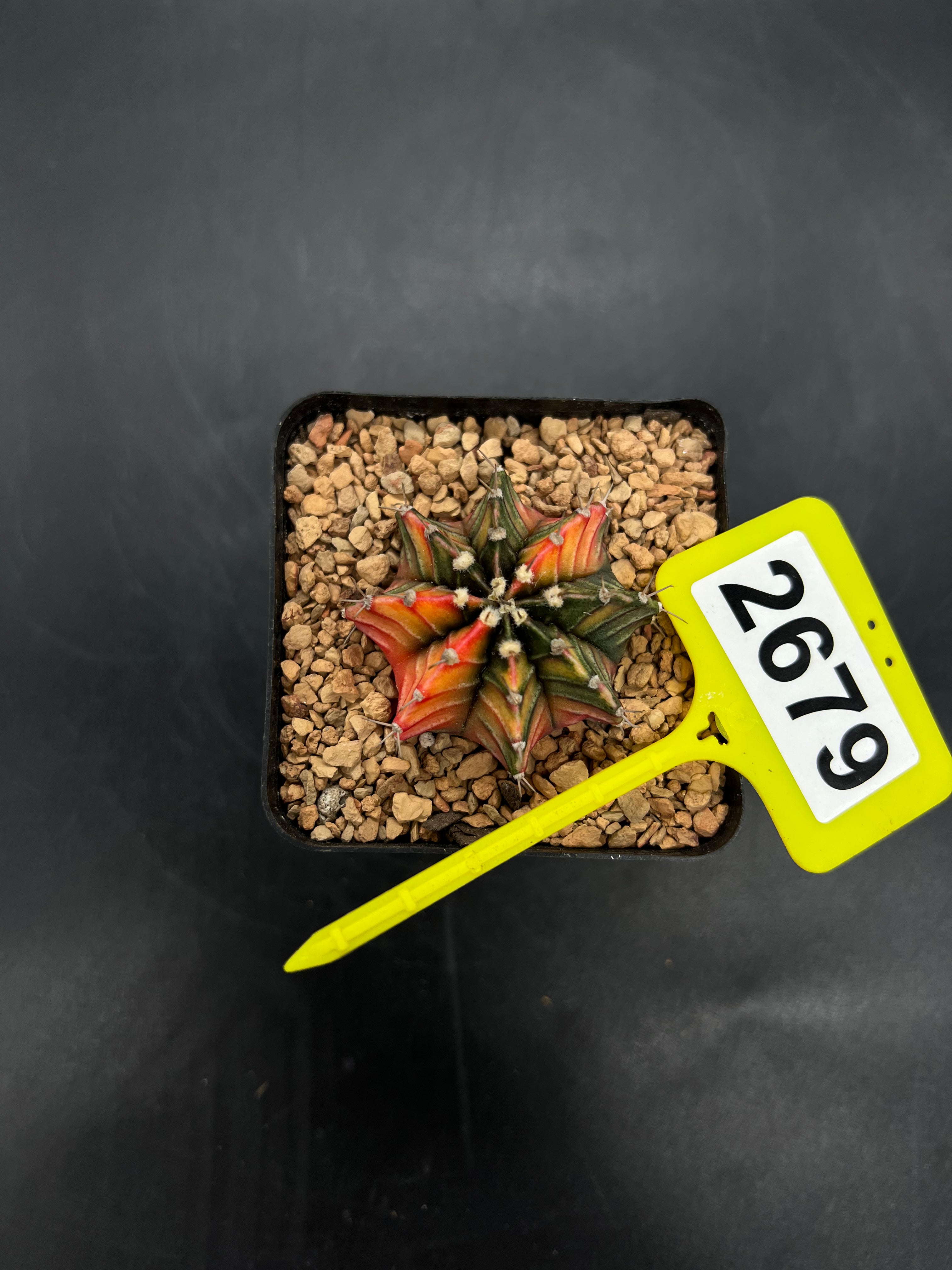 Variegated Gymnocalycium mihanovichii #2679