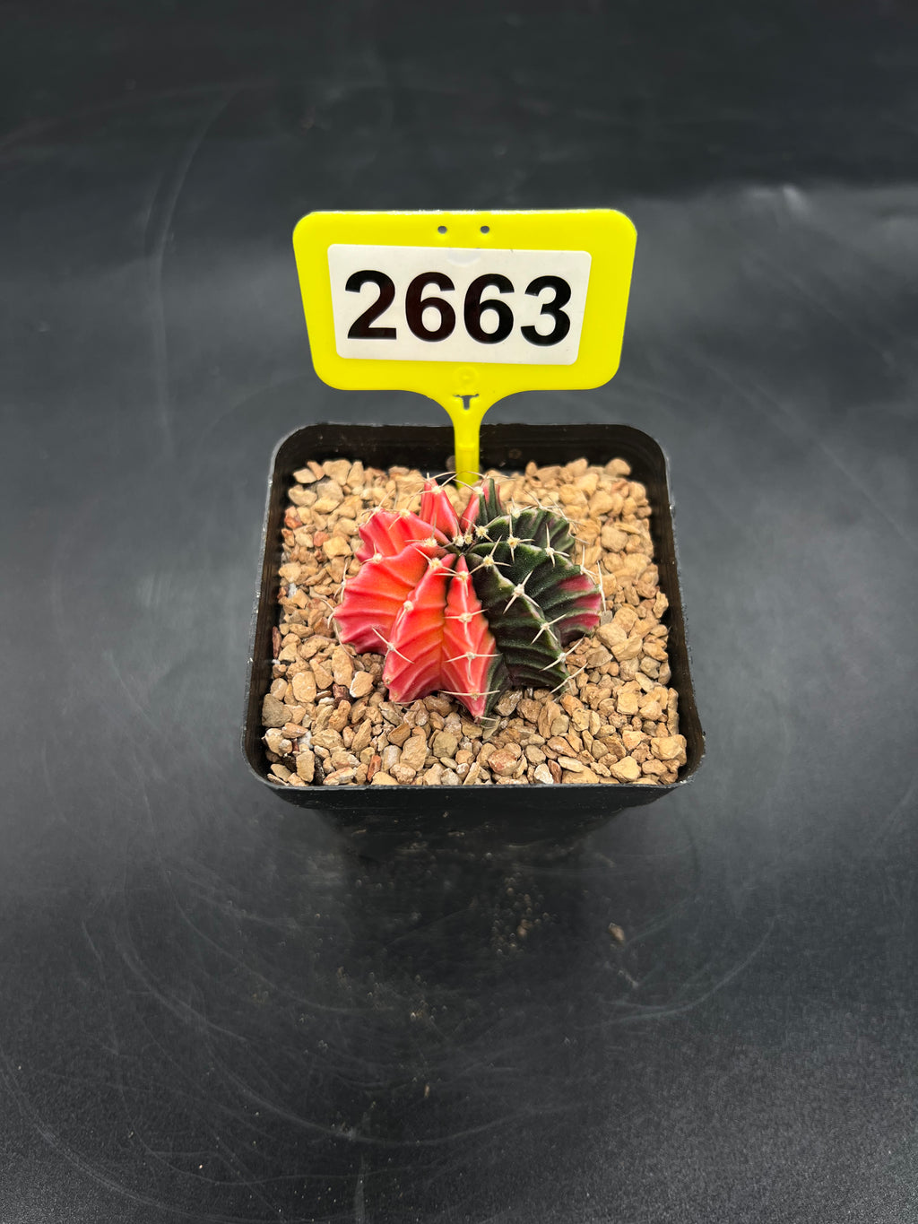 Variegated Gymnocalycium mihanovichii #2663