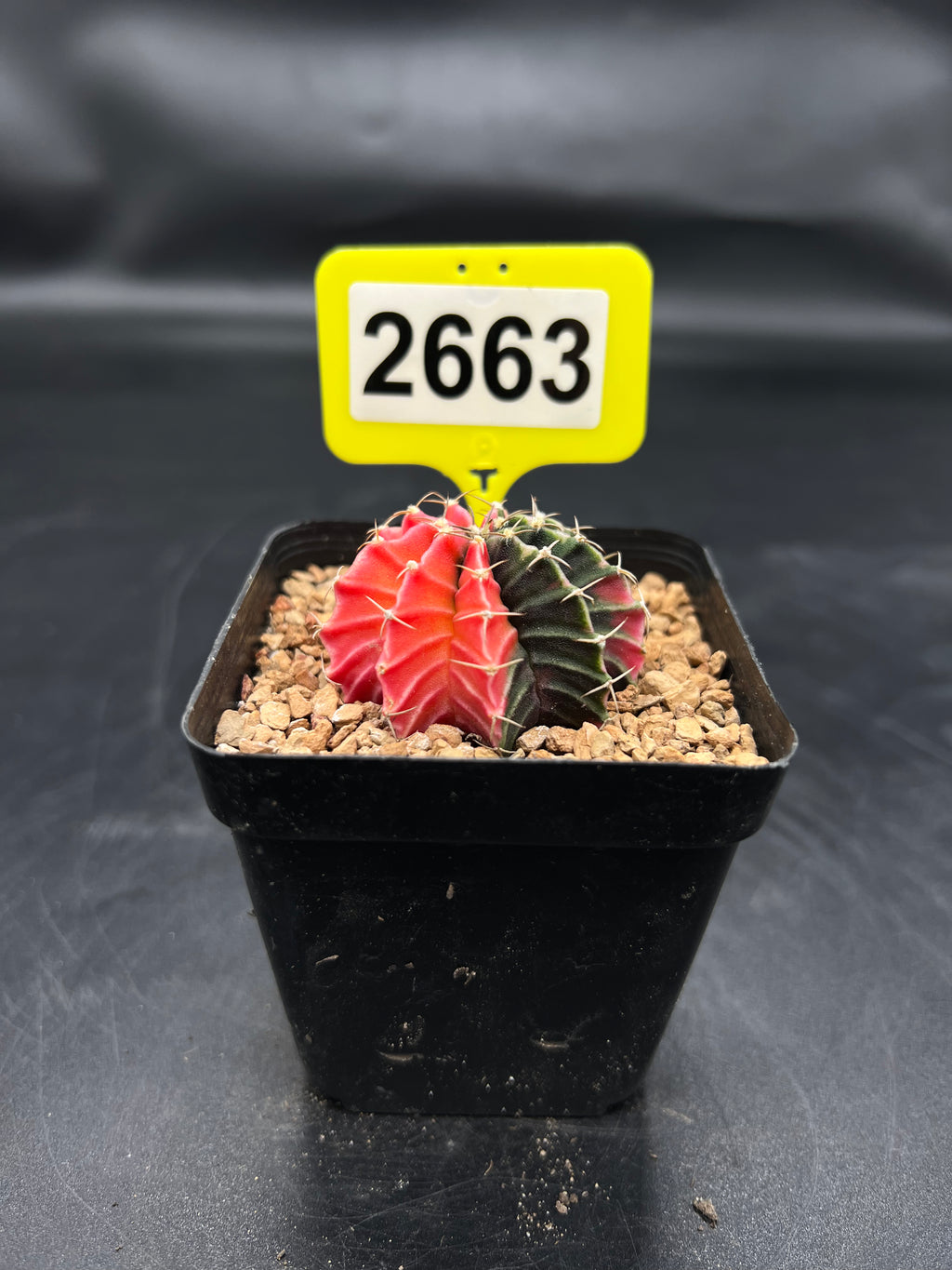Variegated Gymnocalycium mihanovichii #2663