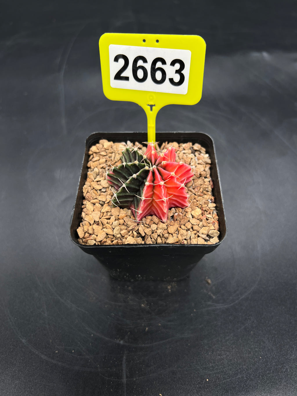 Variegated Gymnocalycium mihanovichii #2663