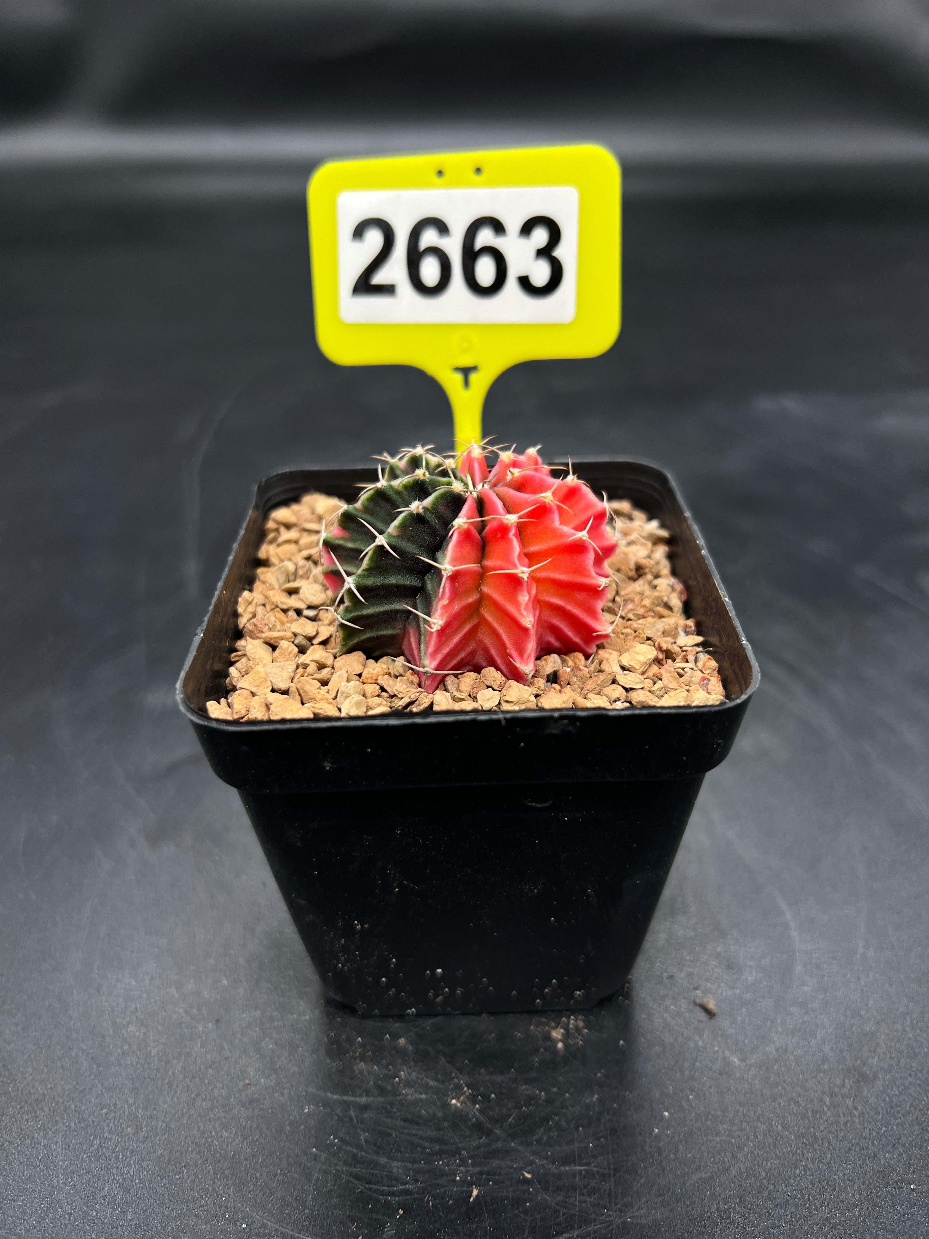 Variegated Gymnocalycium mihanovichii #2663