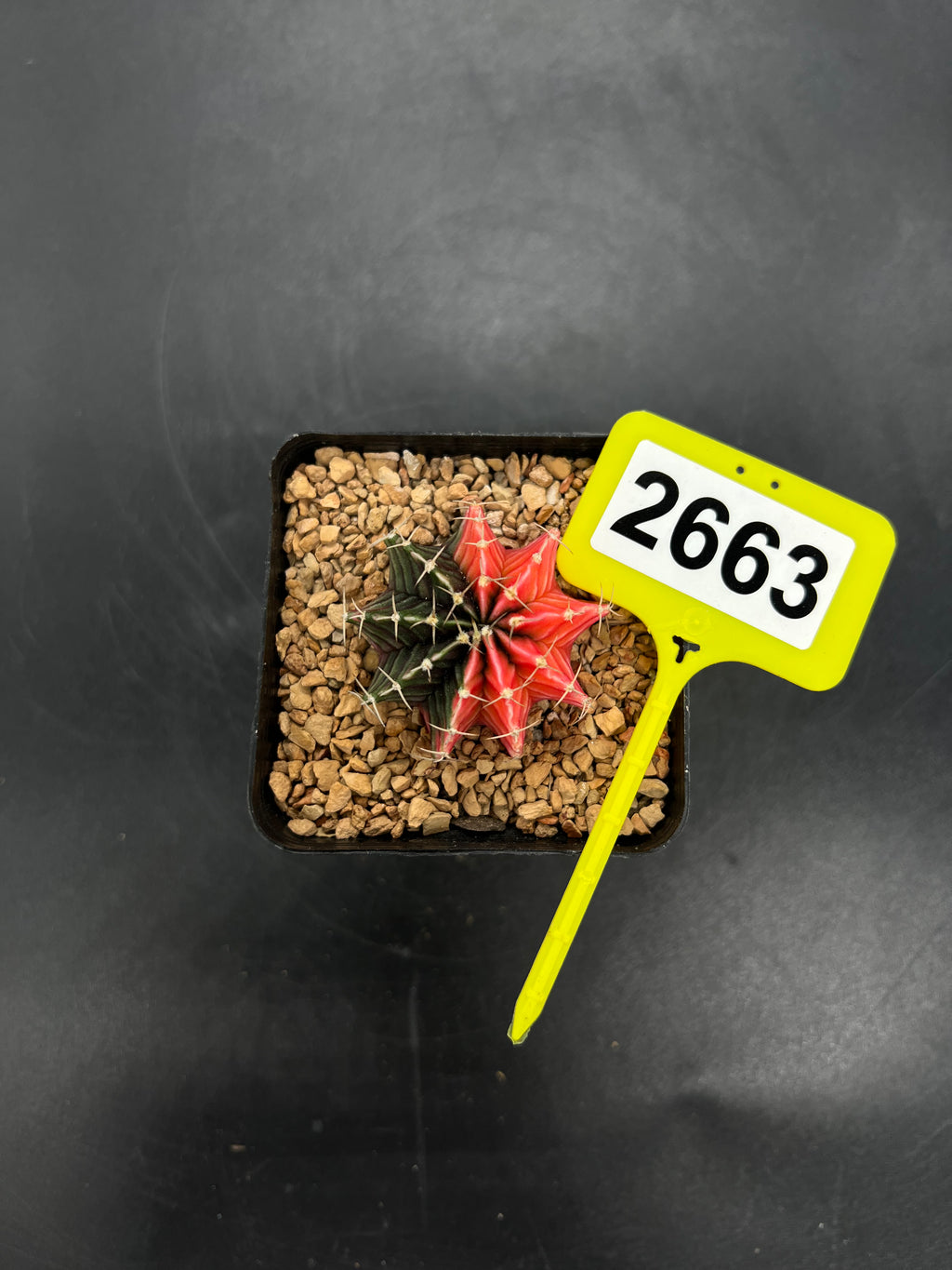Variegated Gymnocalycium mihanovichii #2663