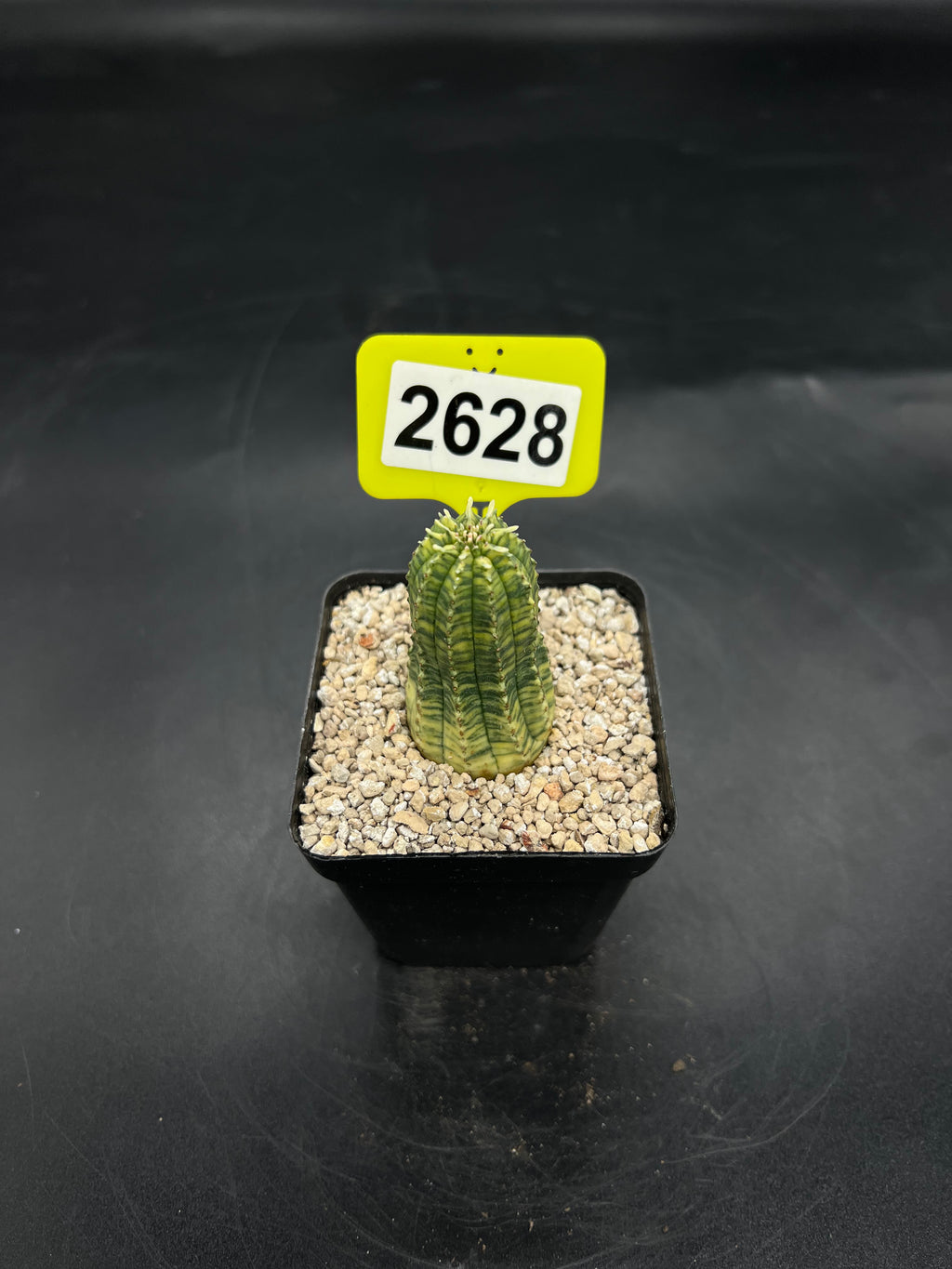 Variegated Euphorbia #2628