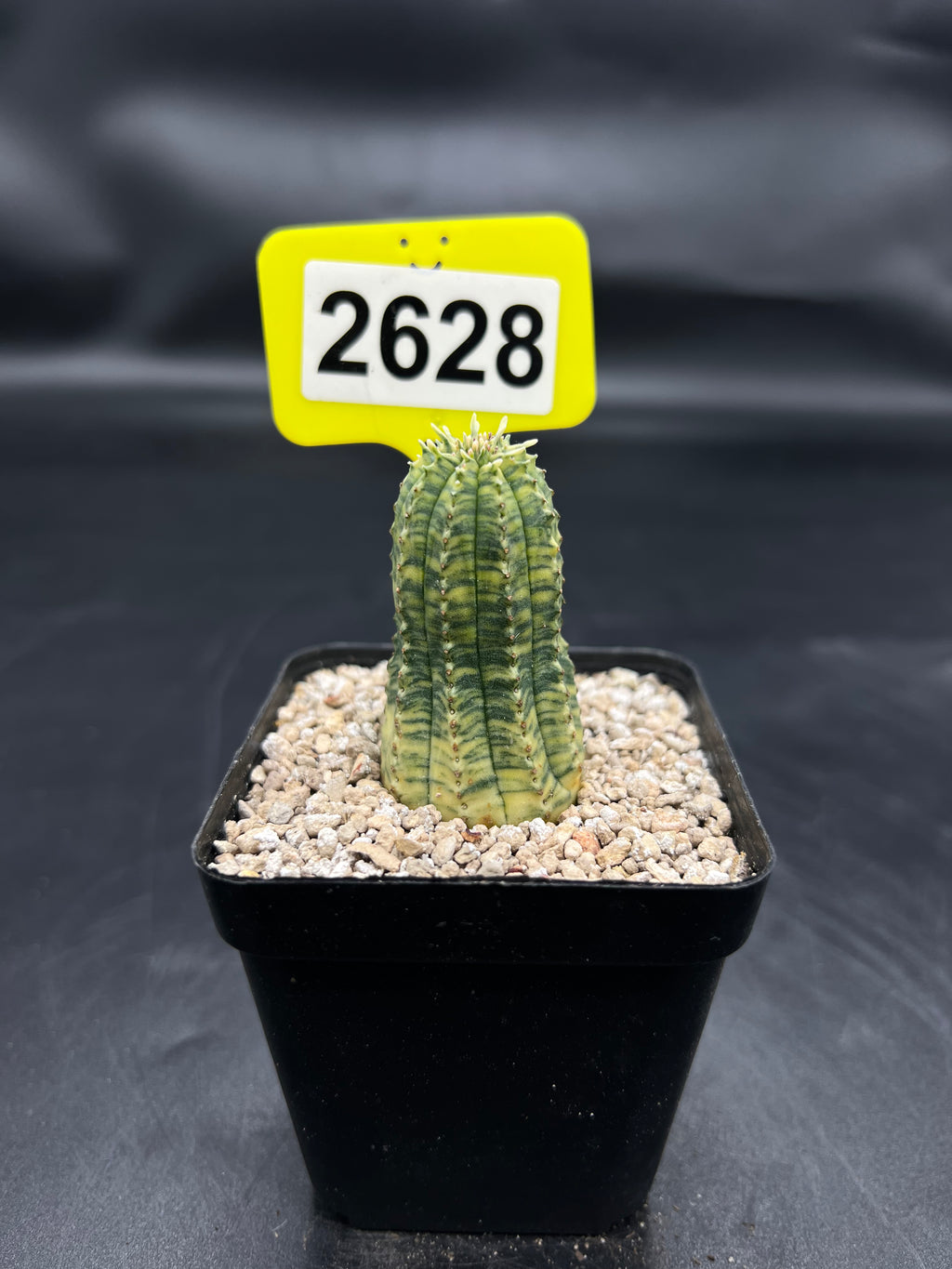 Variegated Euphorbia #2628