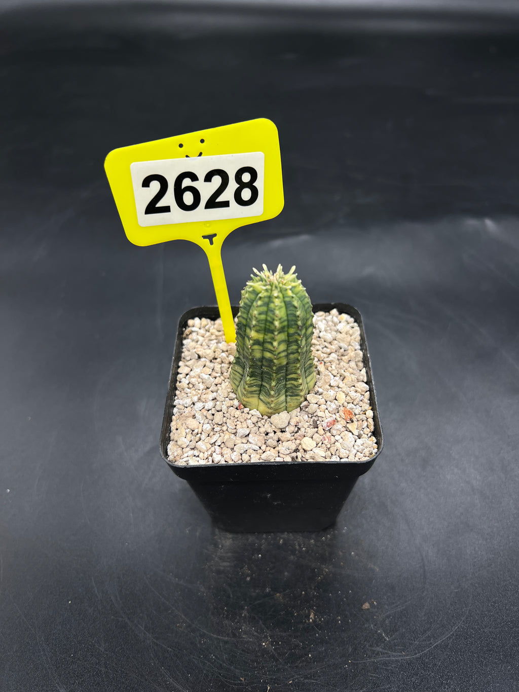 Variegated Euphorbia #2628