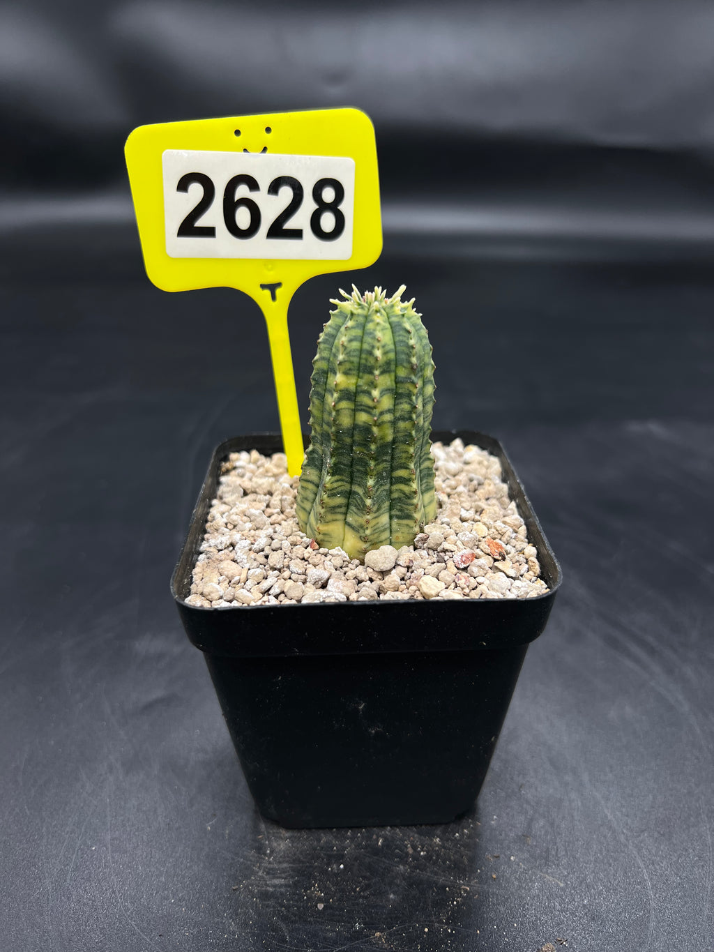 Variegated Euphorbia #2628