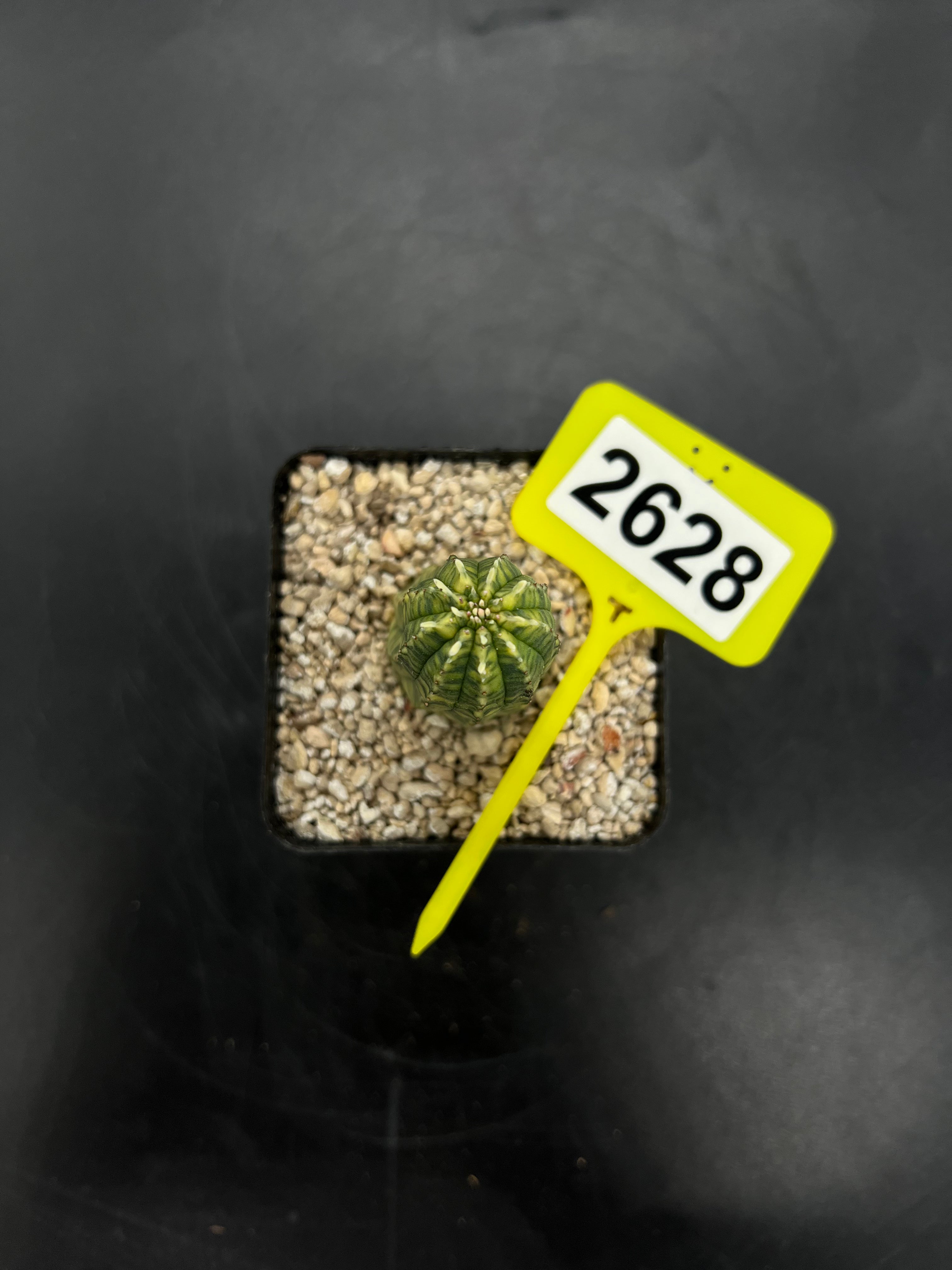 Variegated Euphorbia #2628