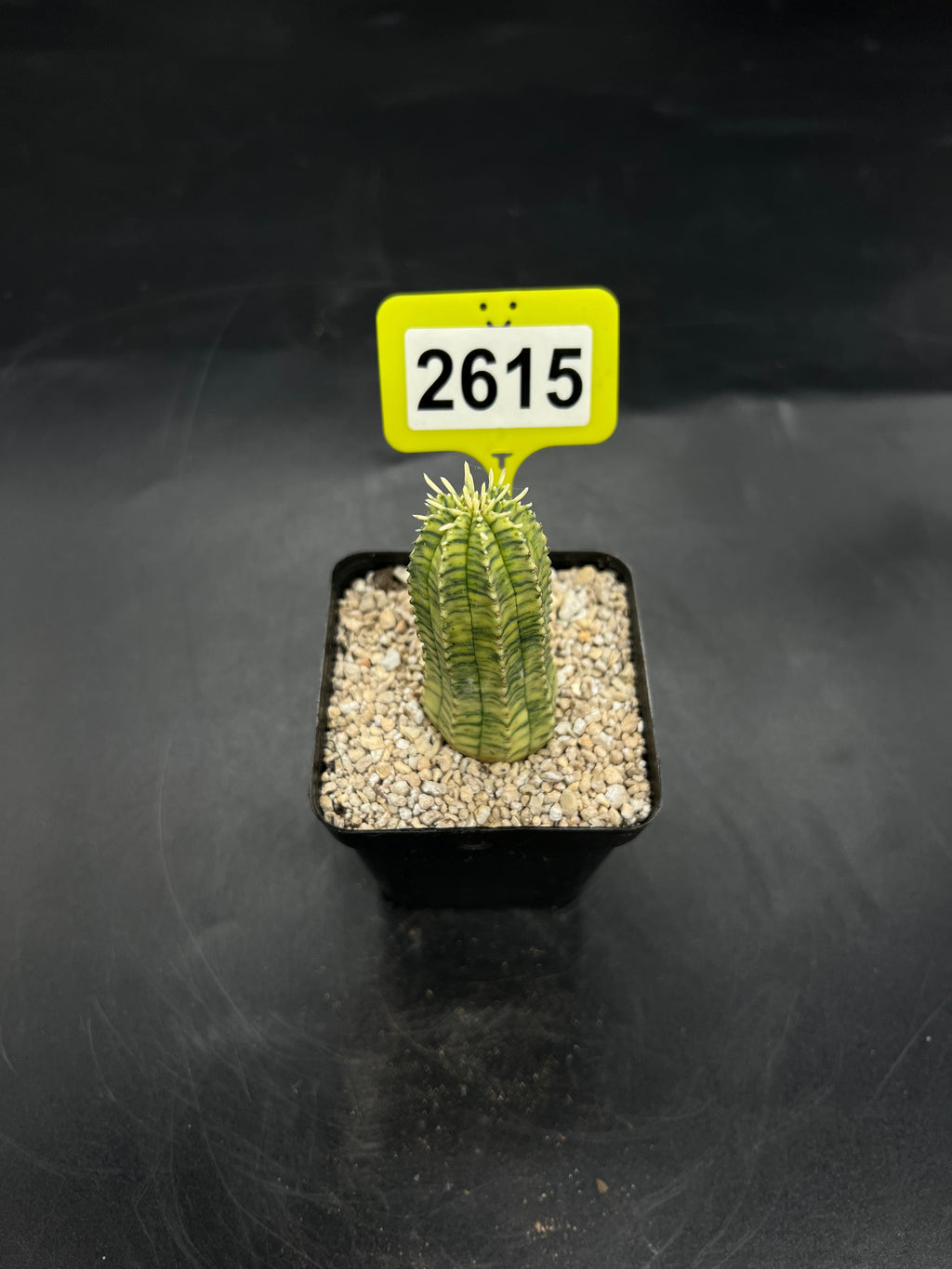 Variegated Euphorbia #2615