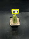 Variegated Euphorbia #2615