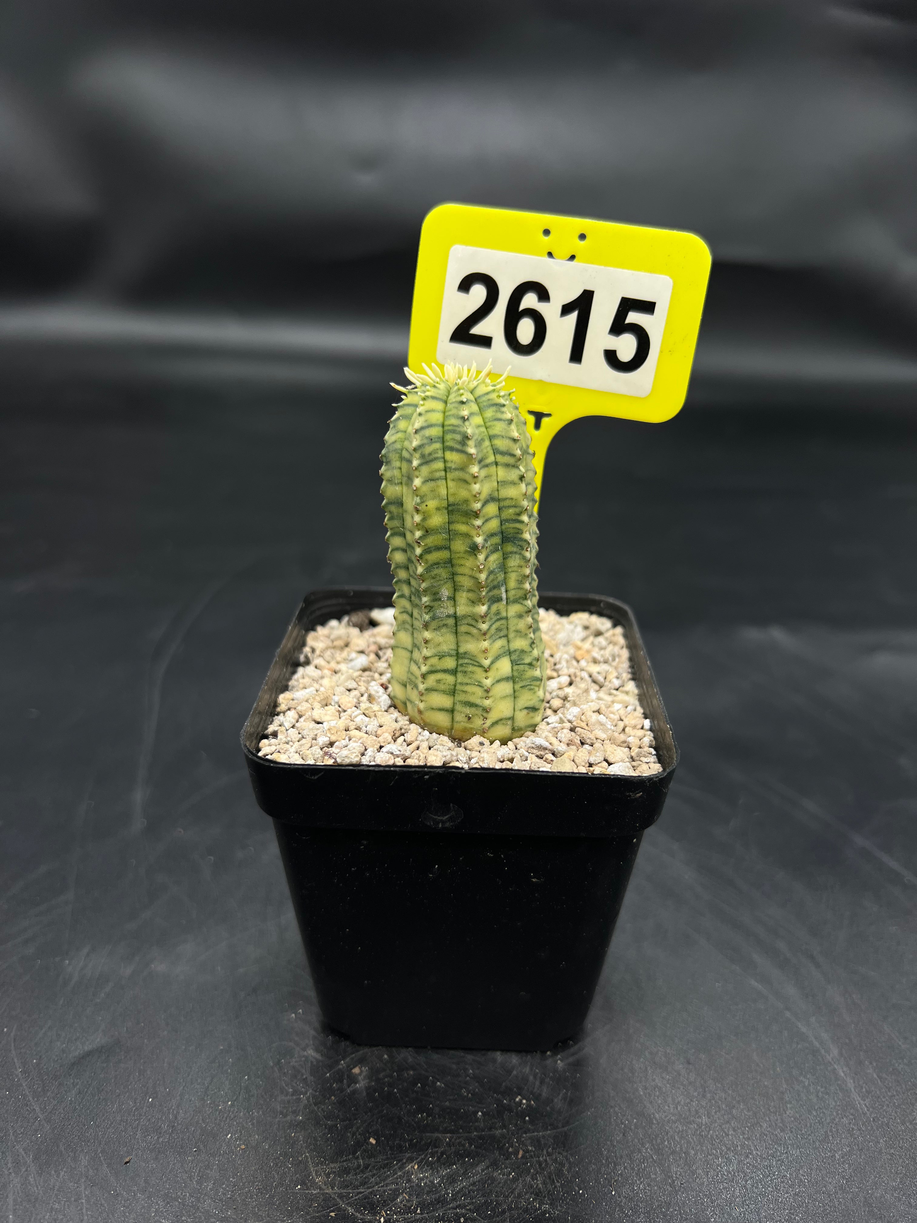Variegated Euphorbia #2615