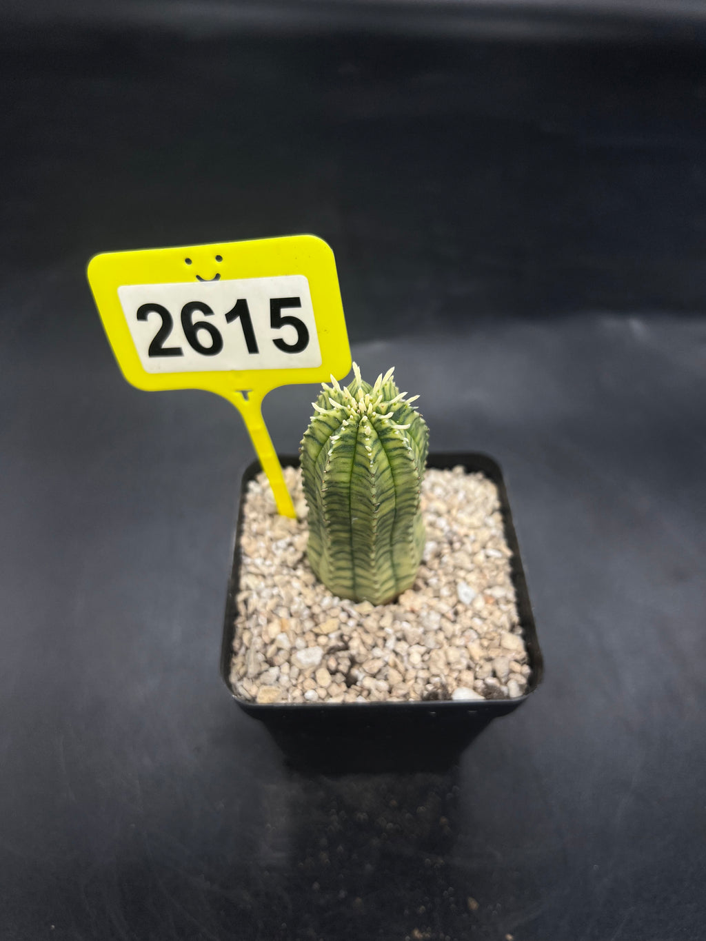 Variegated Euphorbia #2615