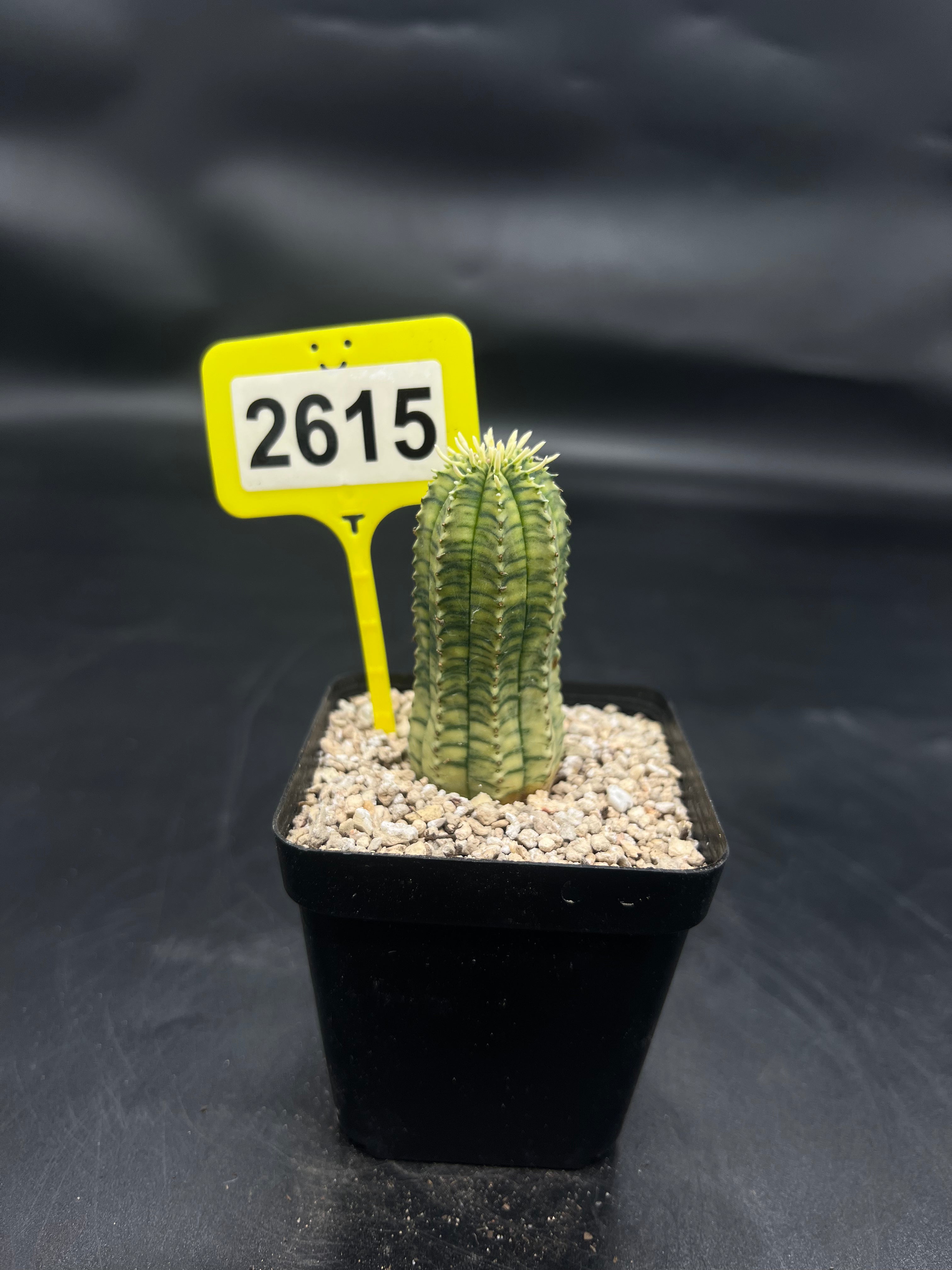 Variegated Euphorbia #2615