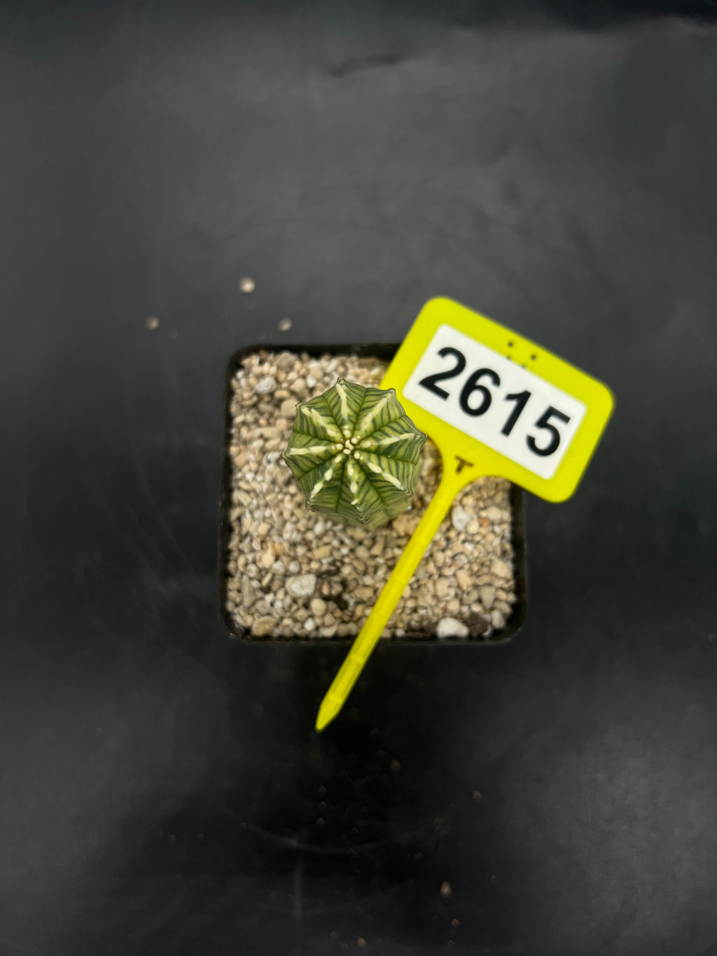 Variegated Euphorbia #2615
