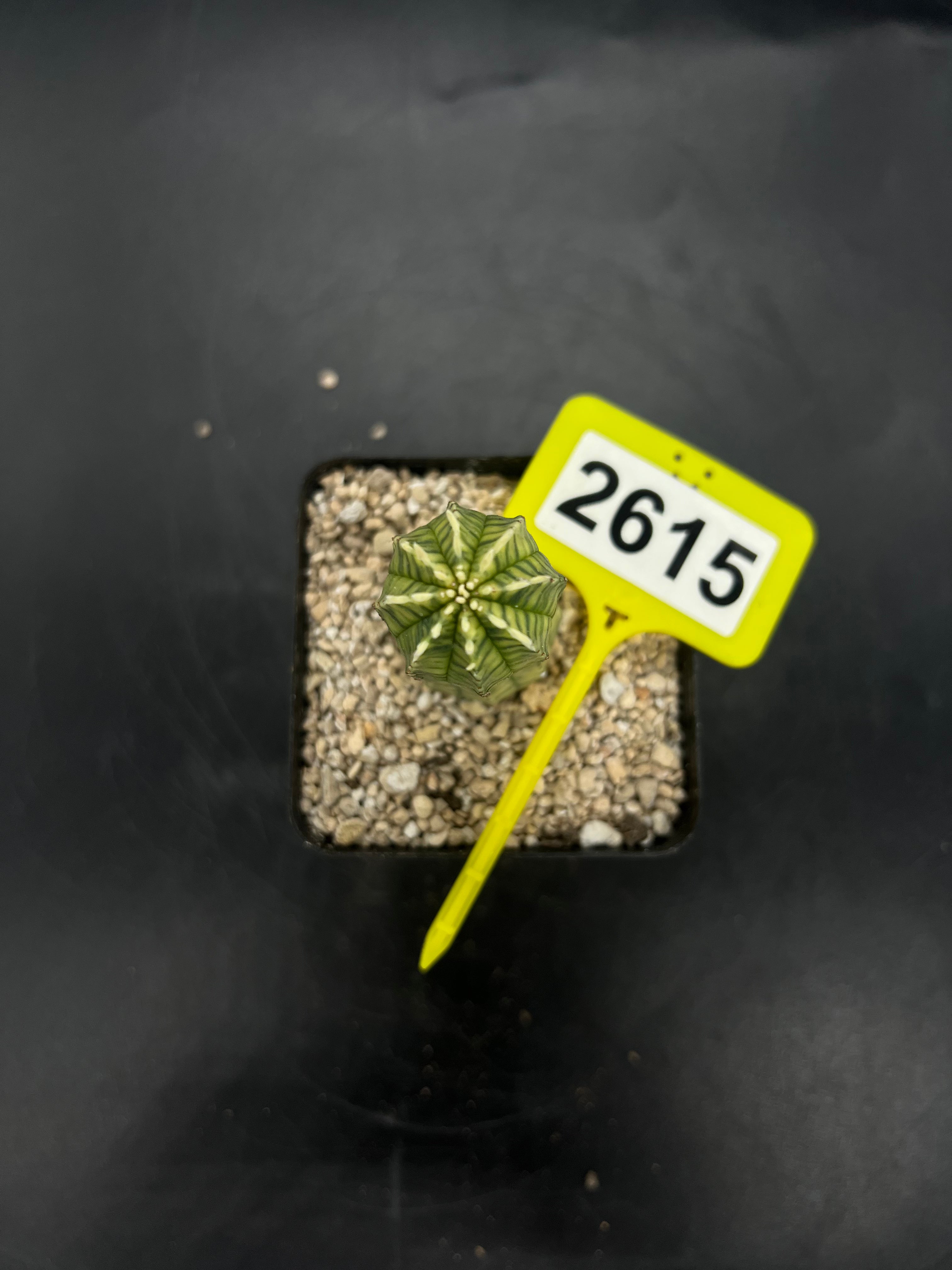 Variegated Euphorbia #2615