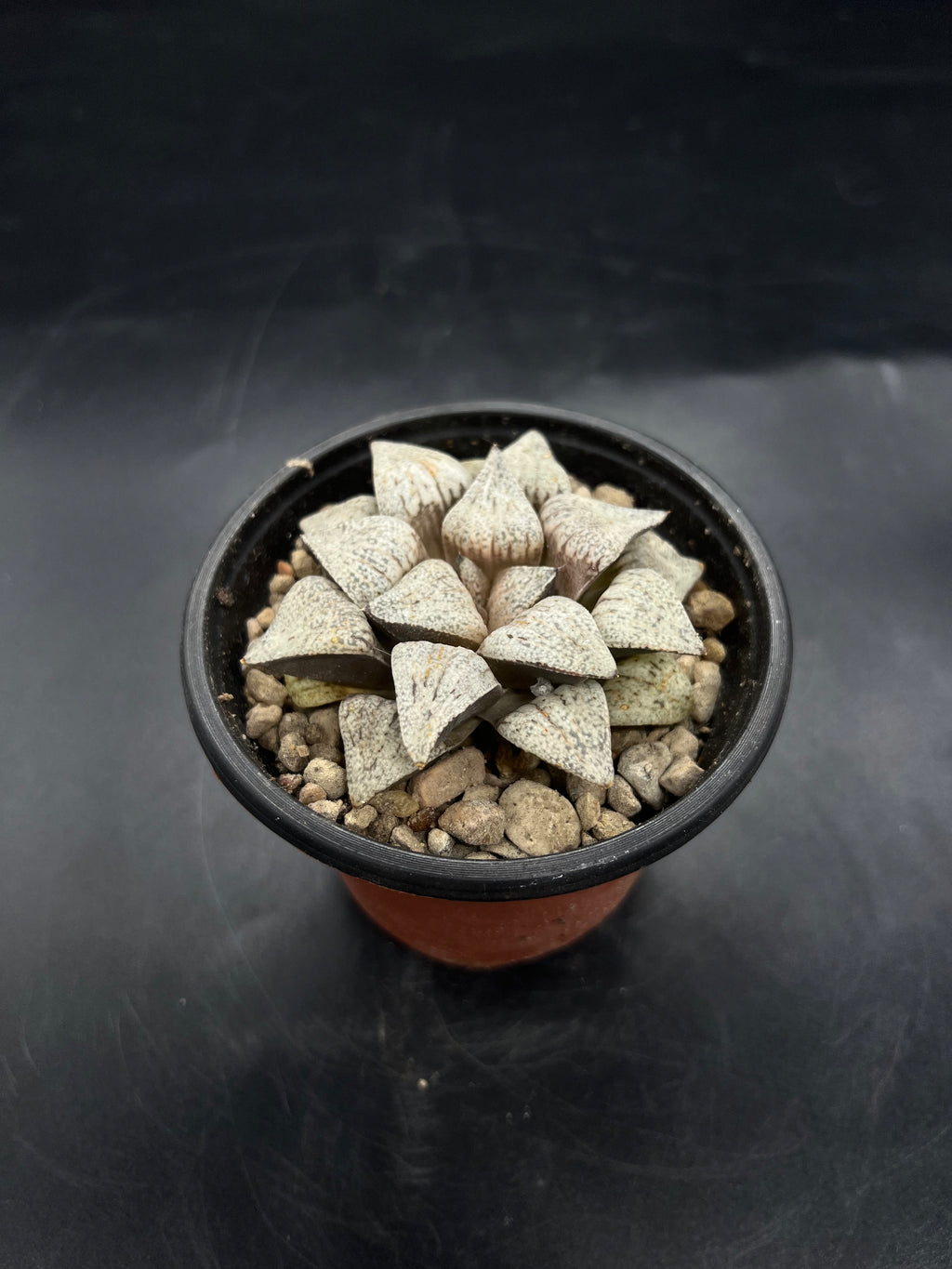 Random Pick Haworthia picta