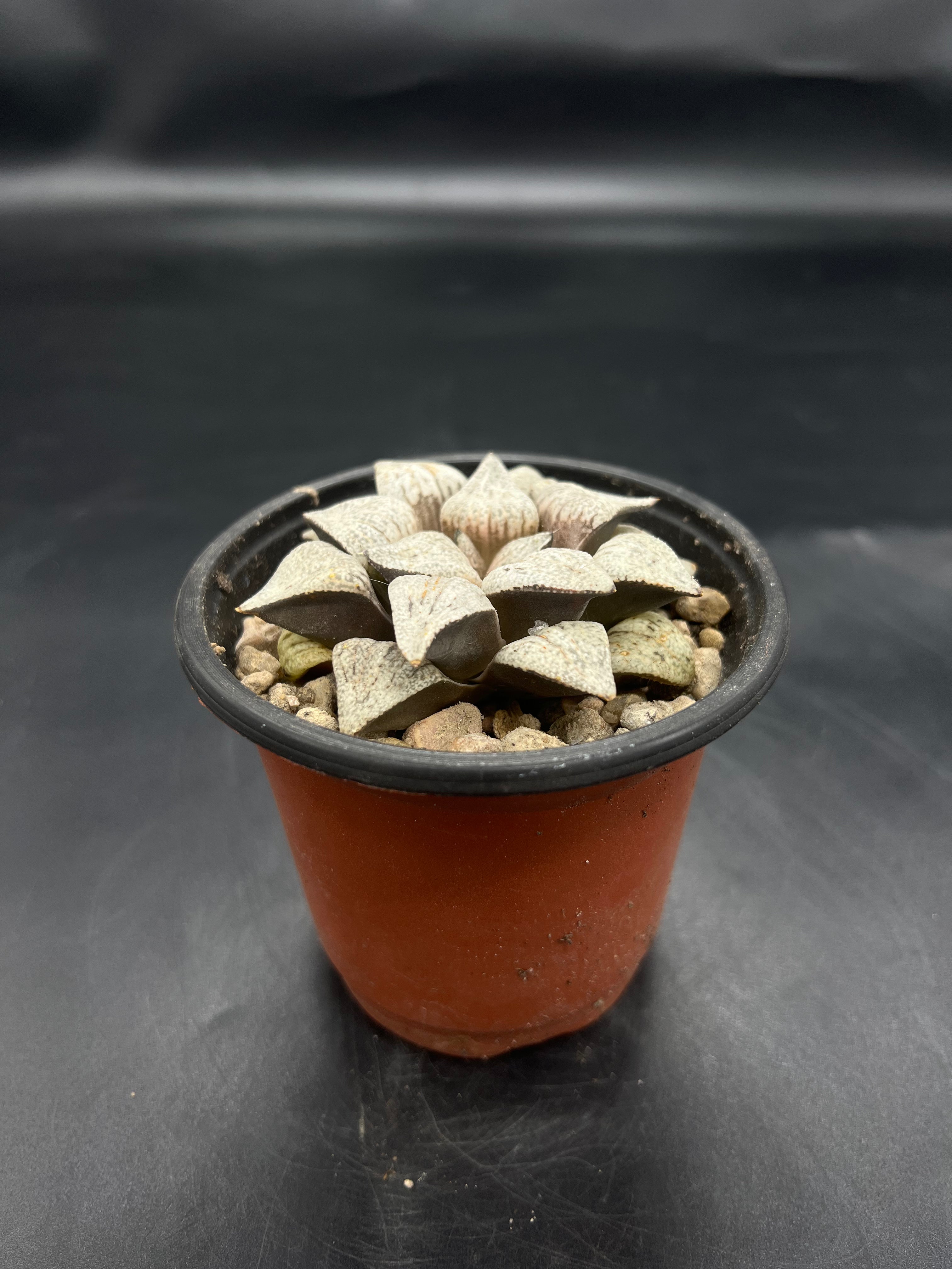 Random Pick Haworthia picta