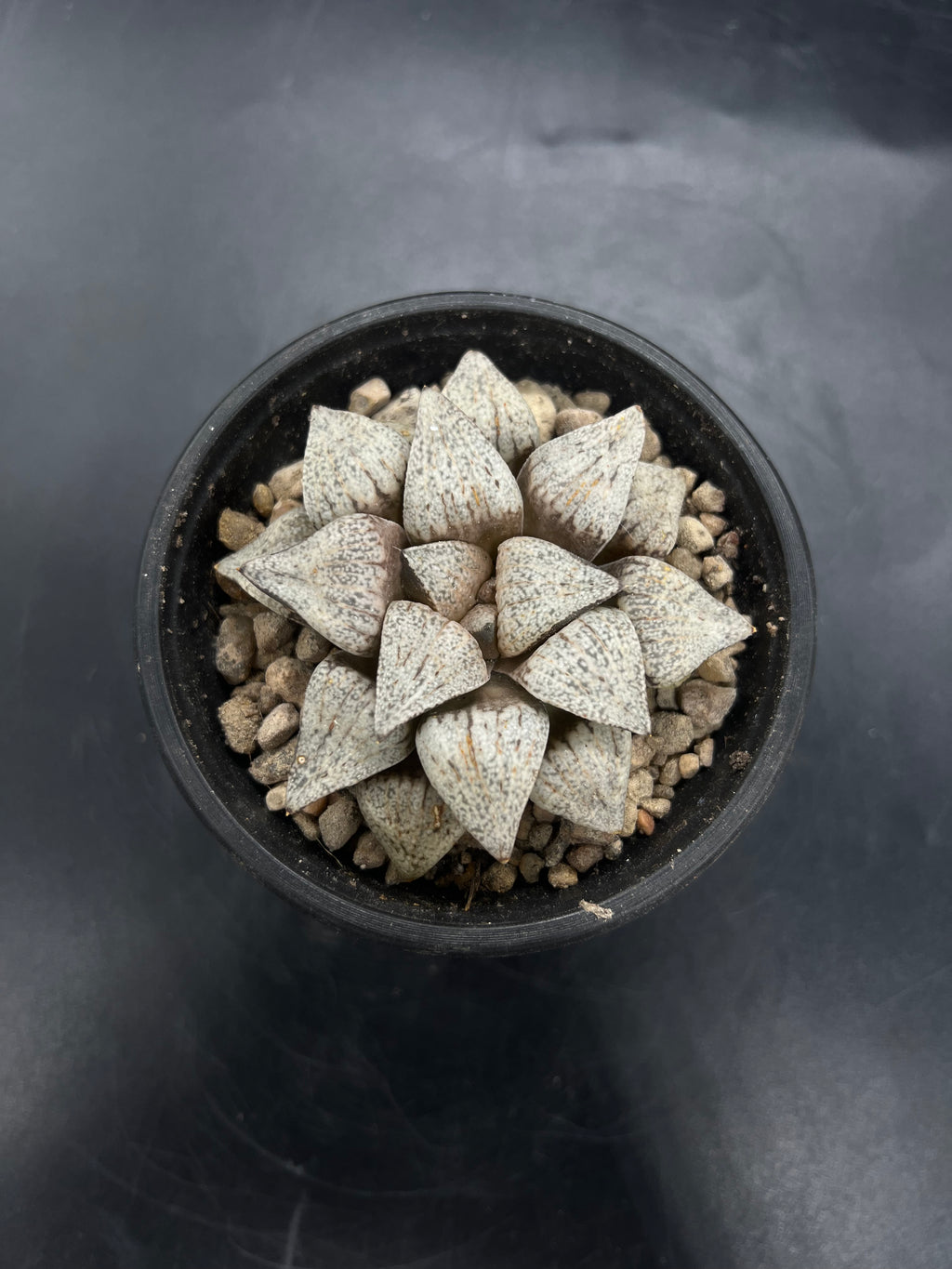 Random Pick Haworthia picta