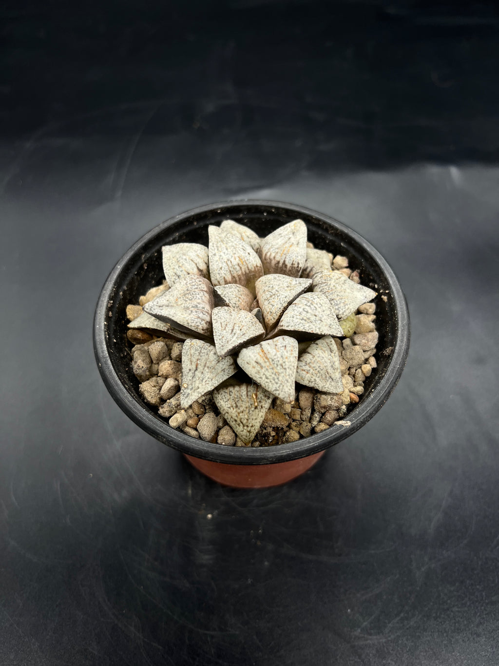 Random Pick Haworthia picta