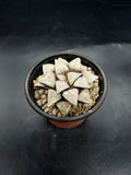 Random Pick Haworthia picta