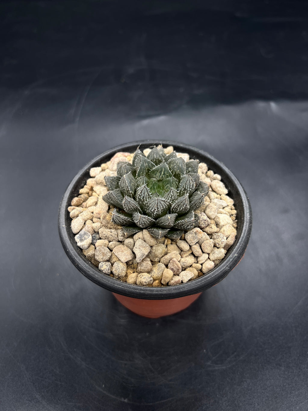 Random Pick Haworthia "Mirror Ball"