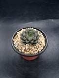 Random Pick Haworthia "Mirror Ball"