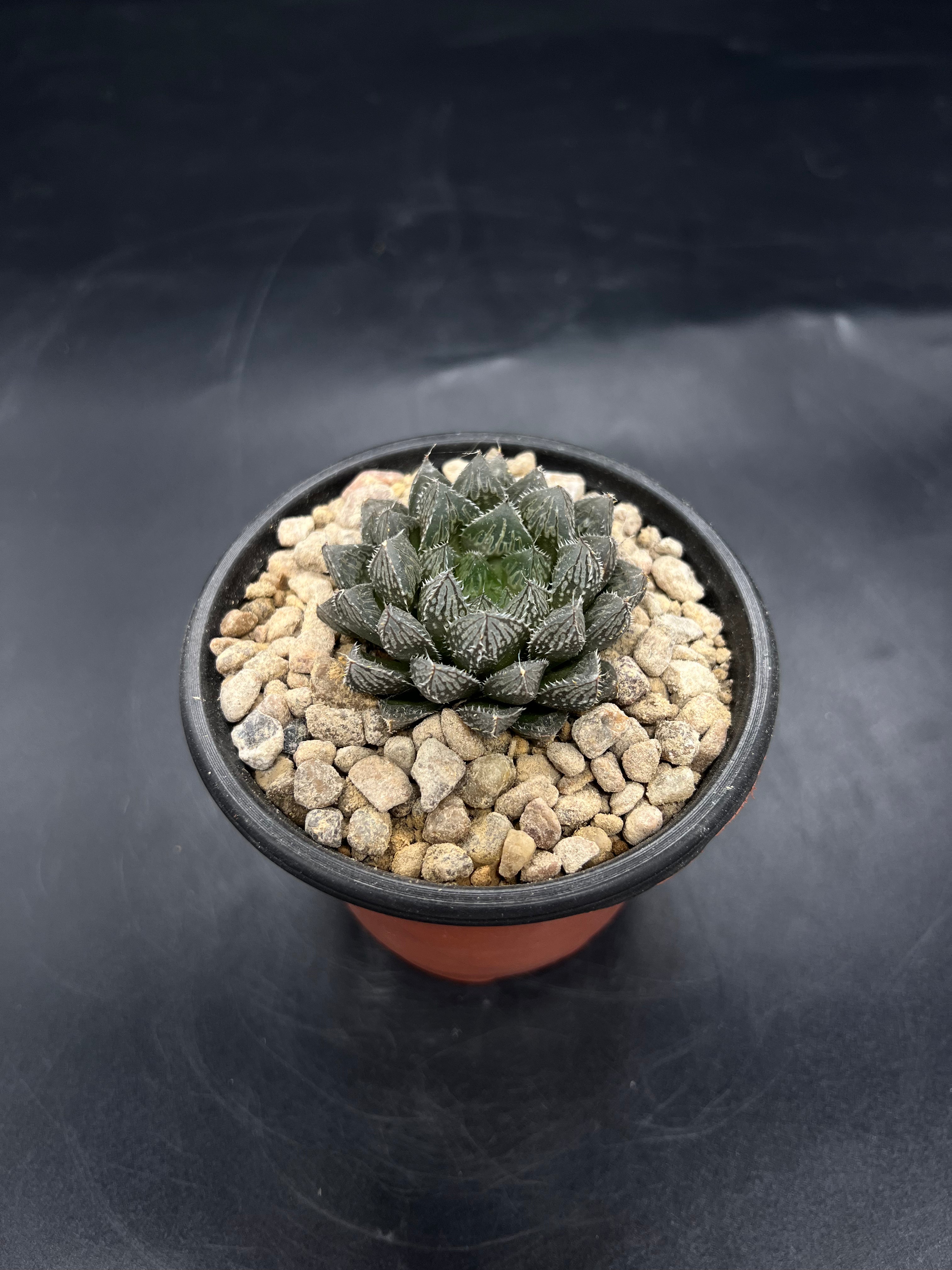 Random Pick Haworthia "Mirror Ball"