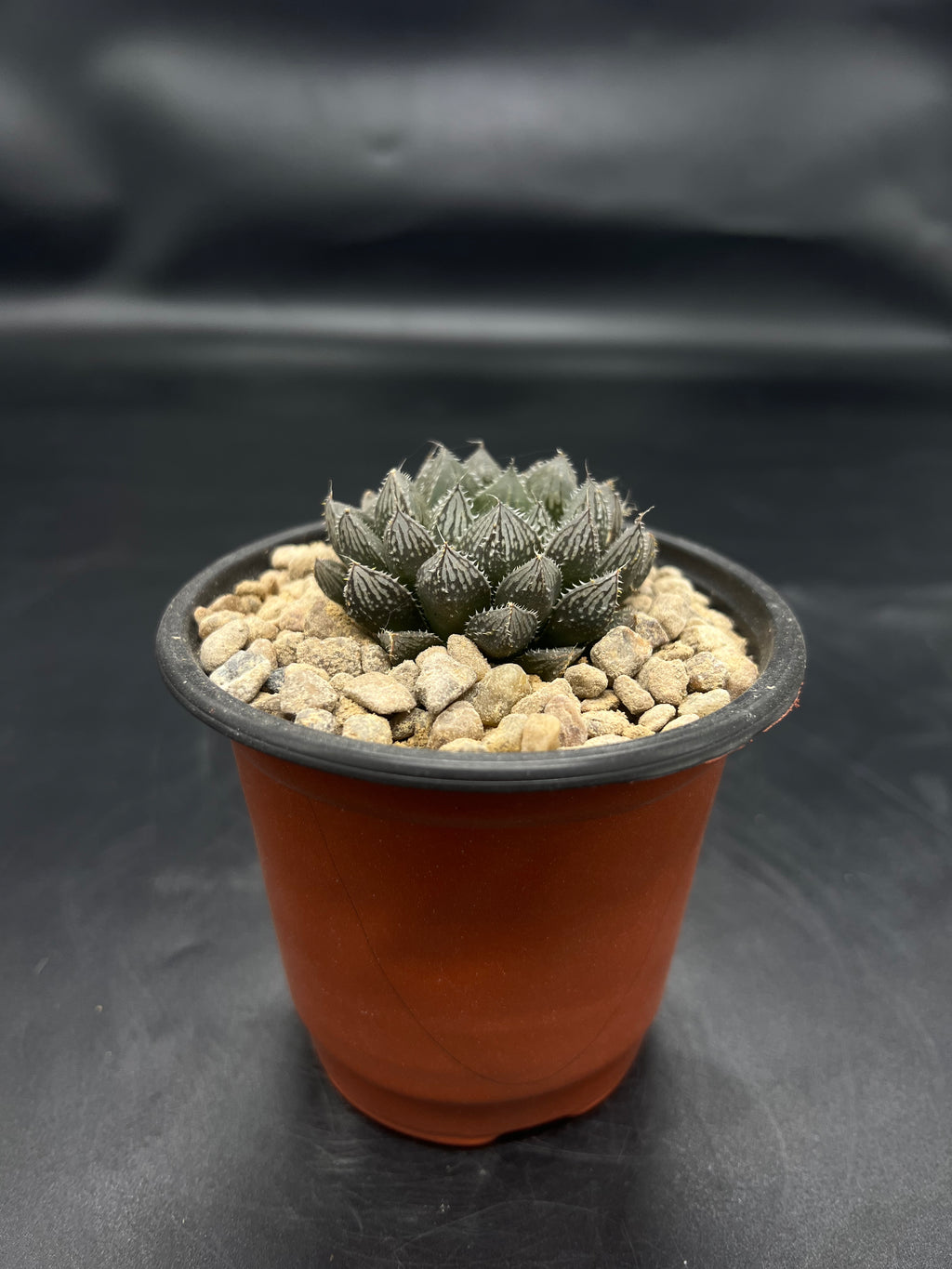 Random Pick Haworthia "Mirror Ball"