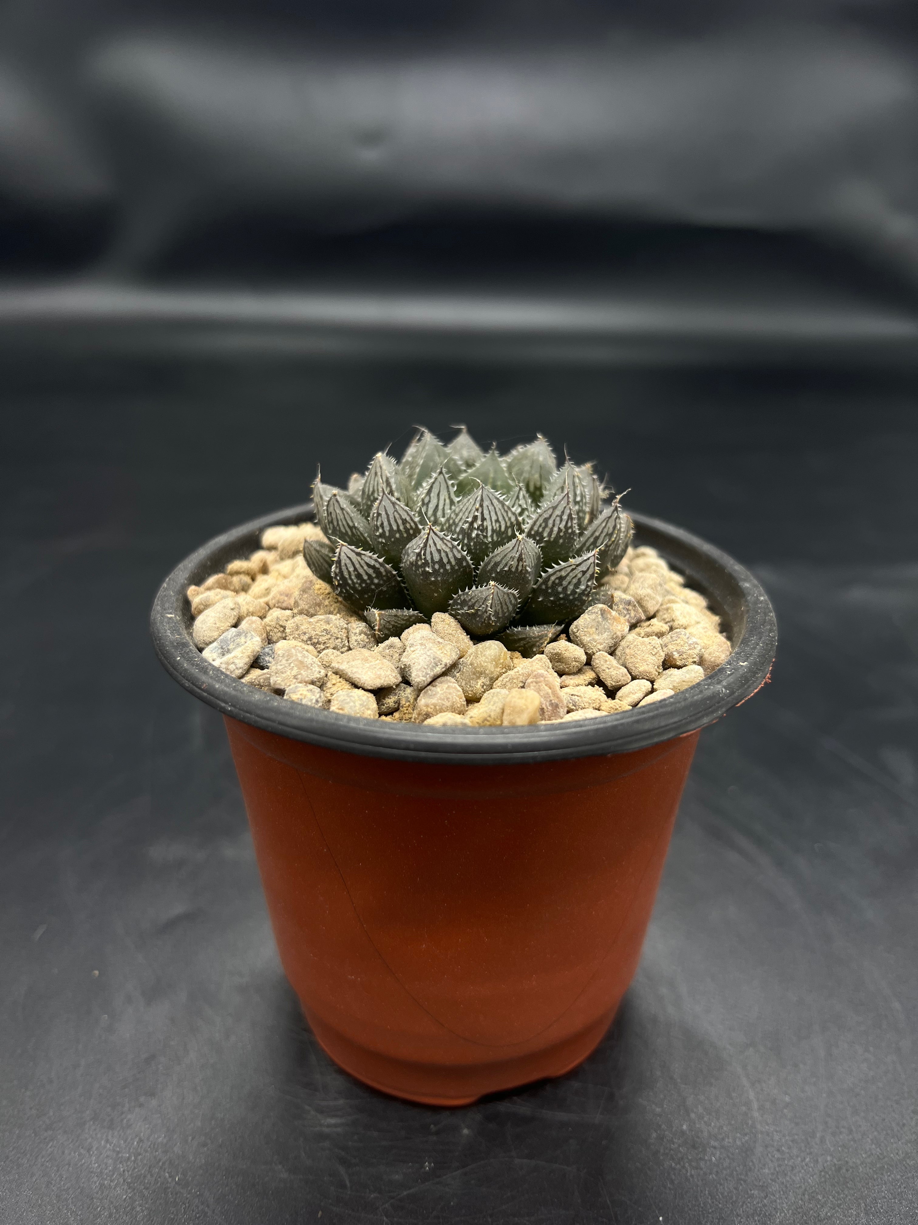 Random Pick Haworthia "Mirror Ball"