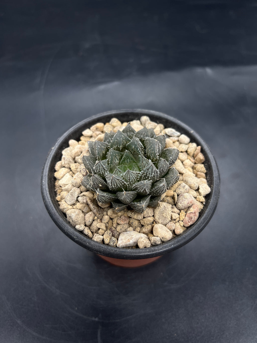 Random Pick Haworthia "Mirror Ball"