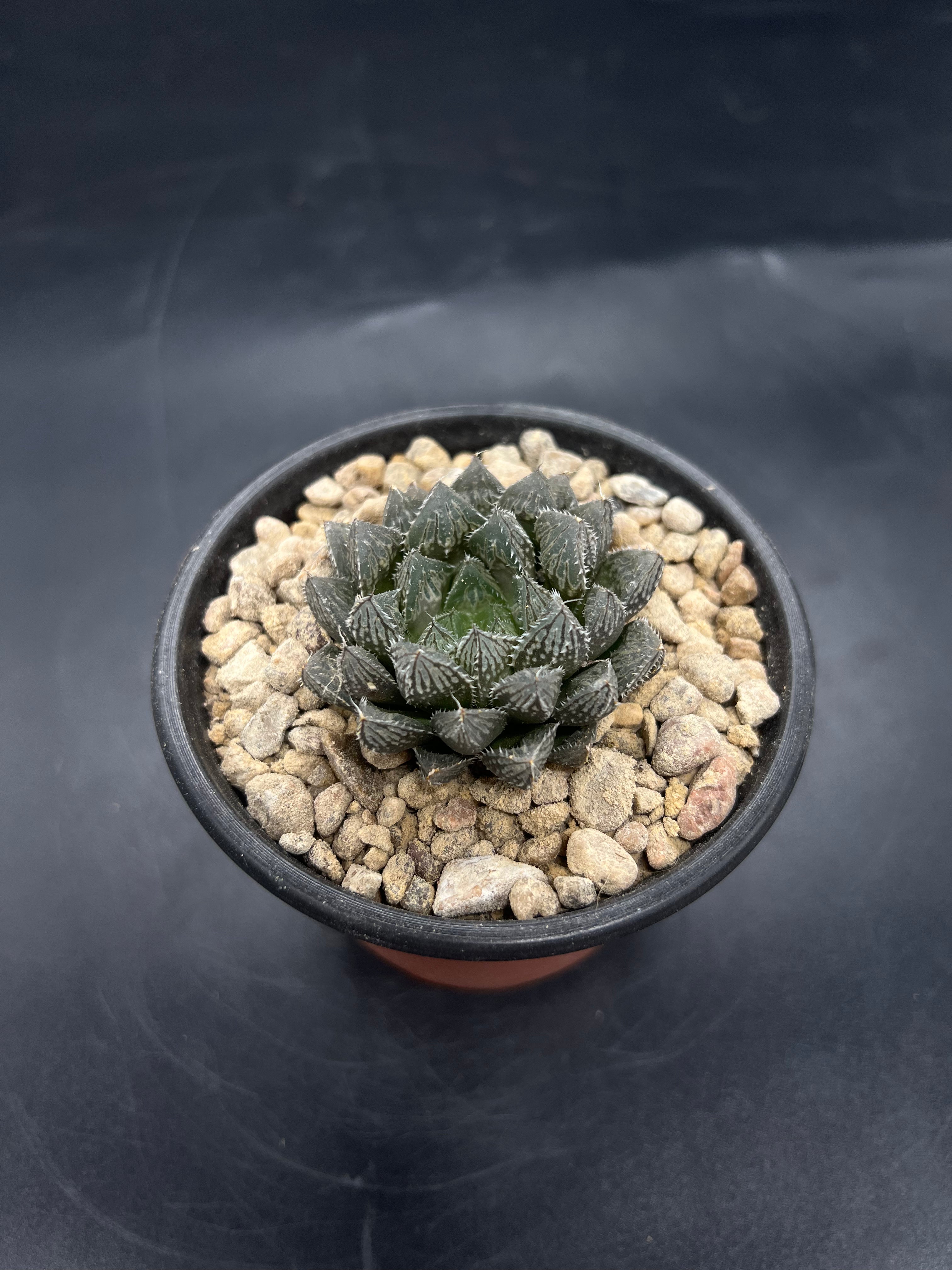 Random Pick Haworthia "Mirror Ball"