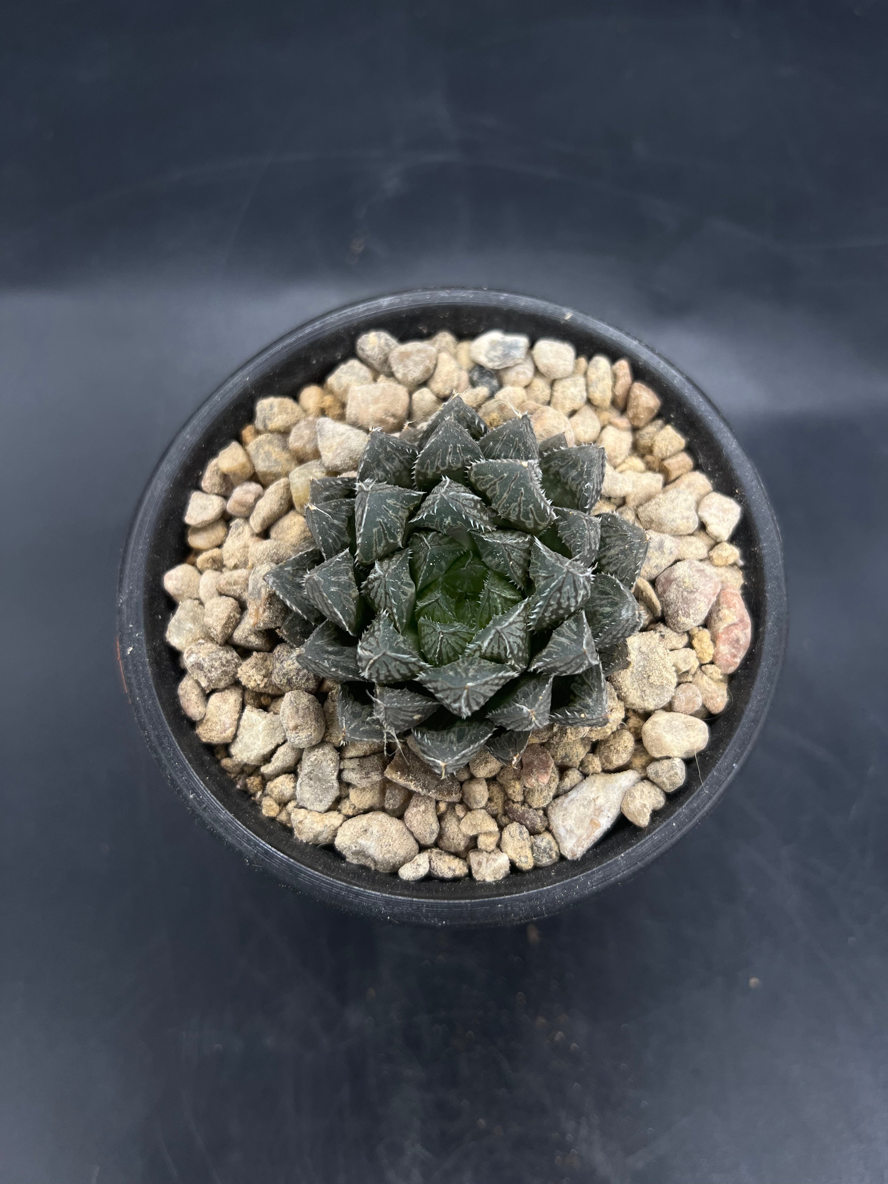 Random Pick Haworthia "Mirror Ball"