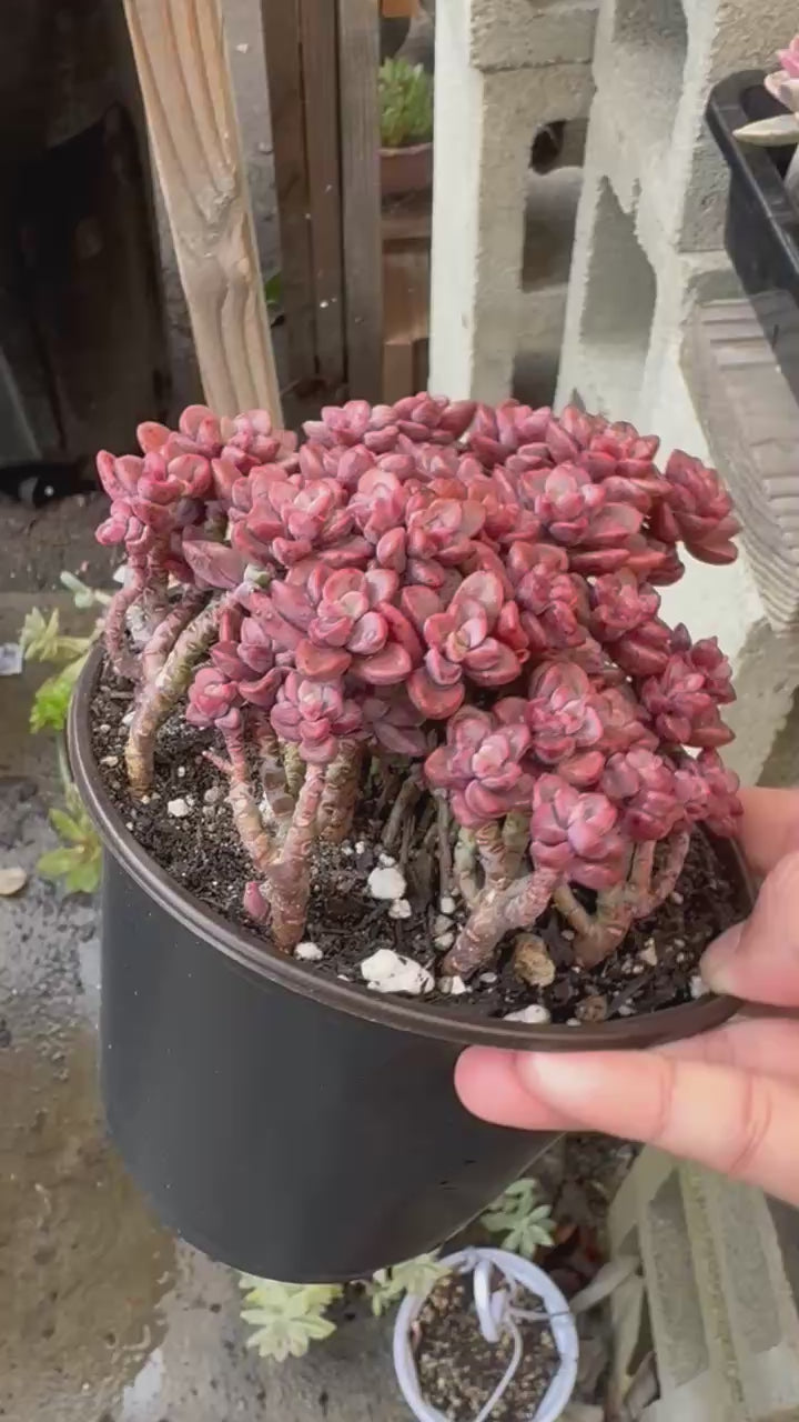 Echeveria Purple Ice Cluster