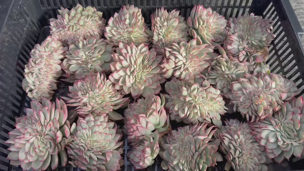 Echeveria Esther Cristata 4"