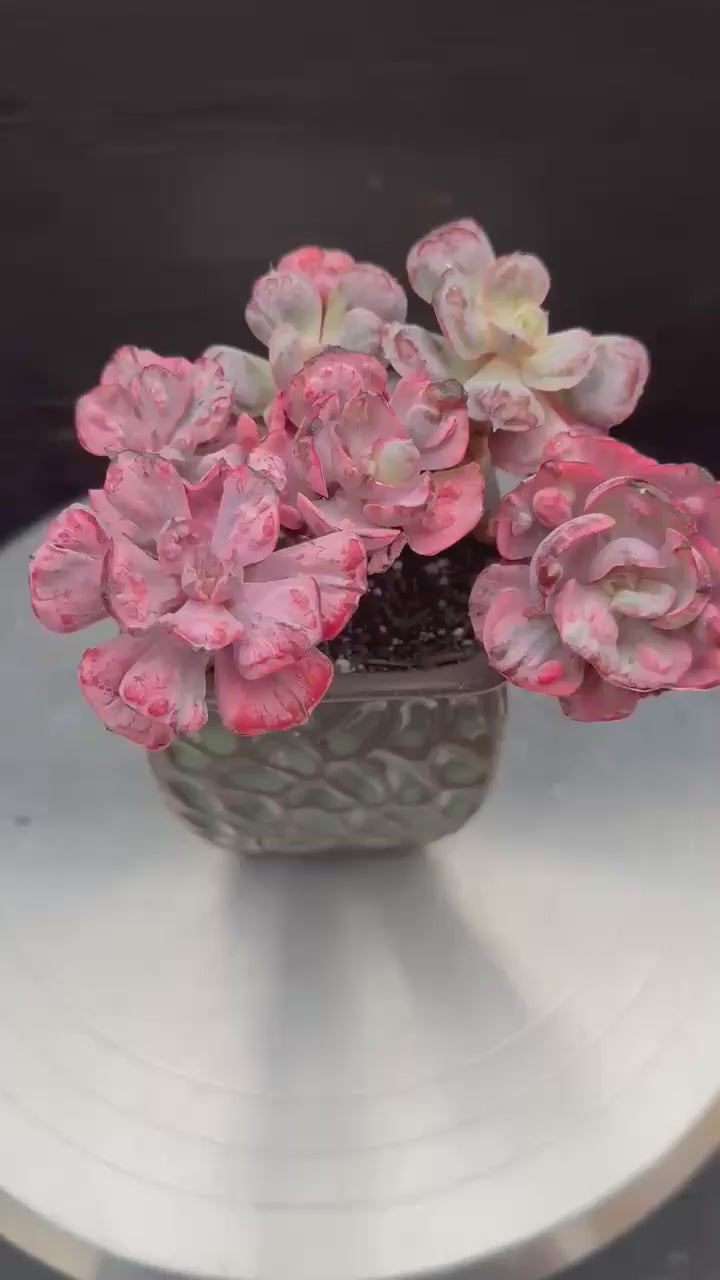Echeveria Beyonce Mini Cluster