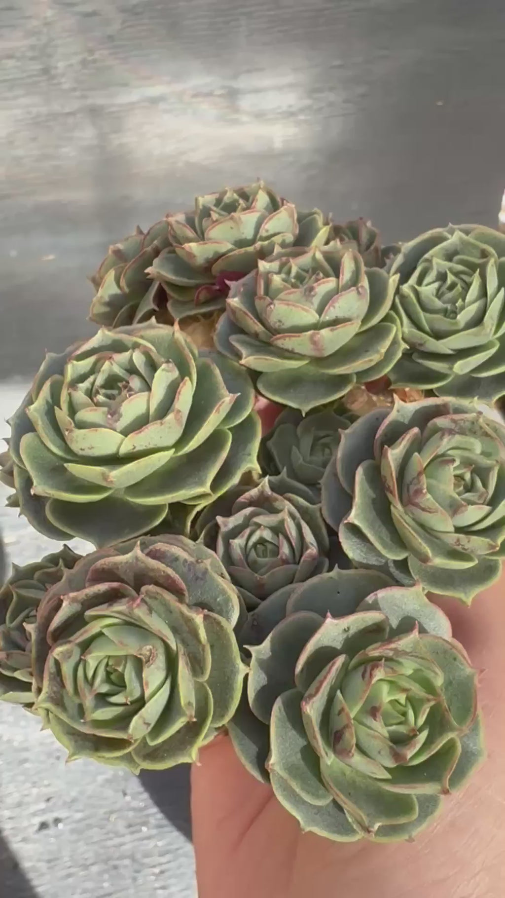 Echeveria Longissima
